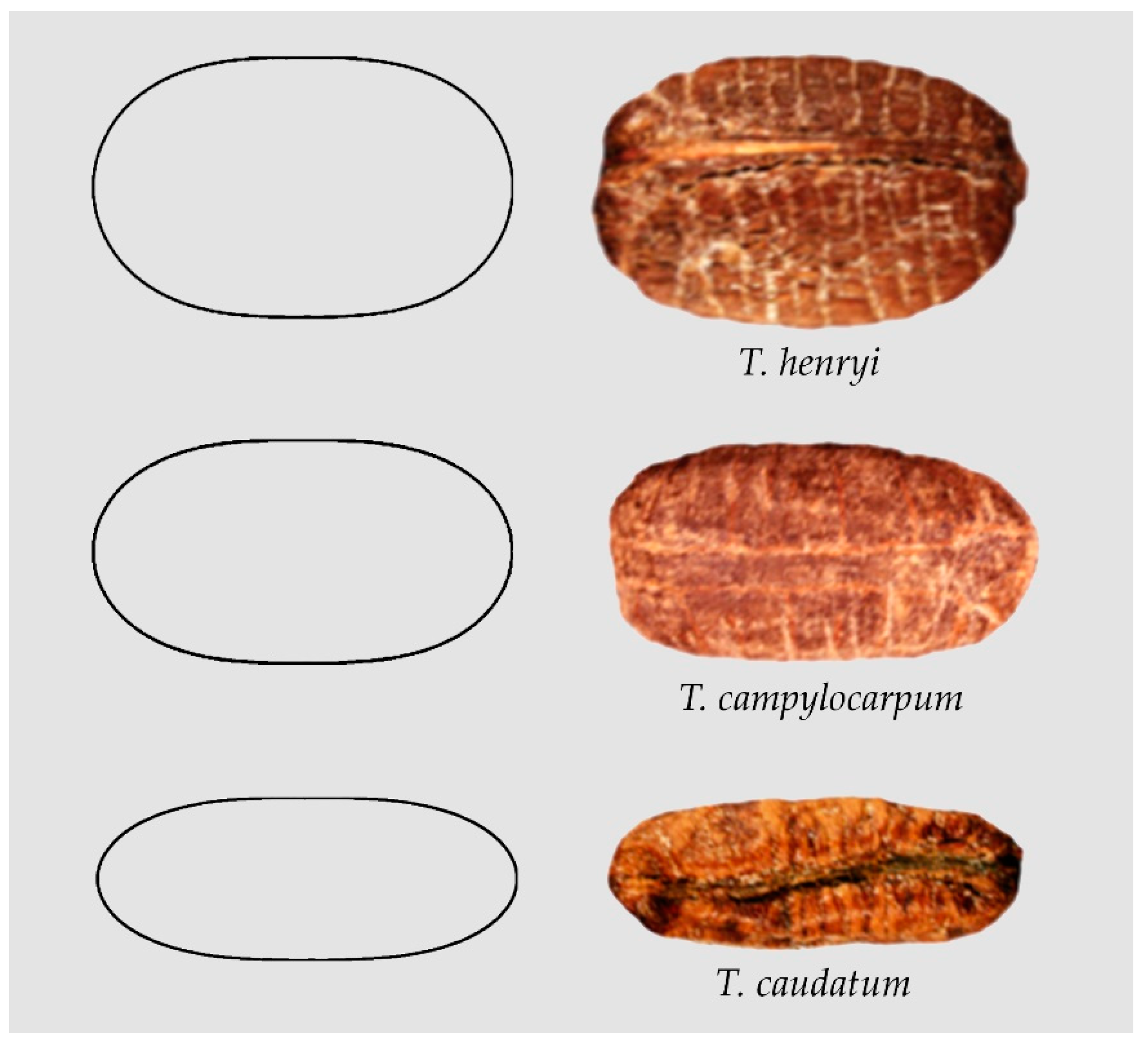 Plants 10 01695 g002 Plants 10 01695 g002