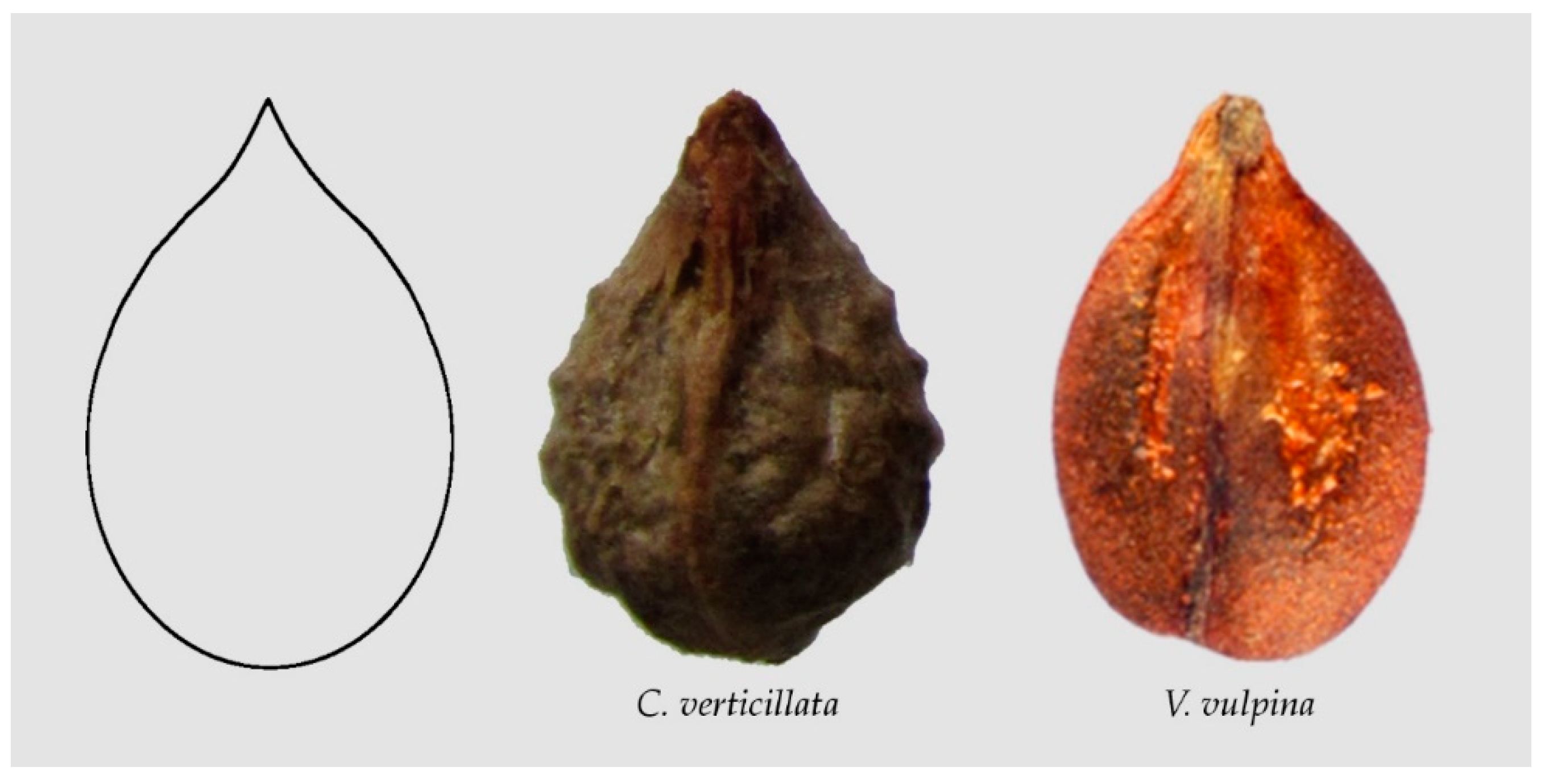 Plants 10 01695 g003 Plants 10 01695 g003