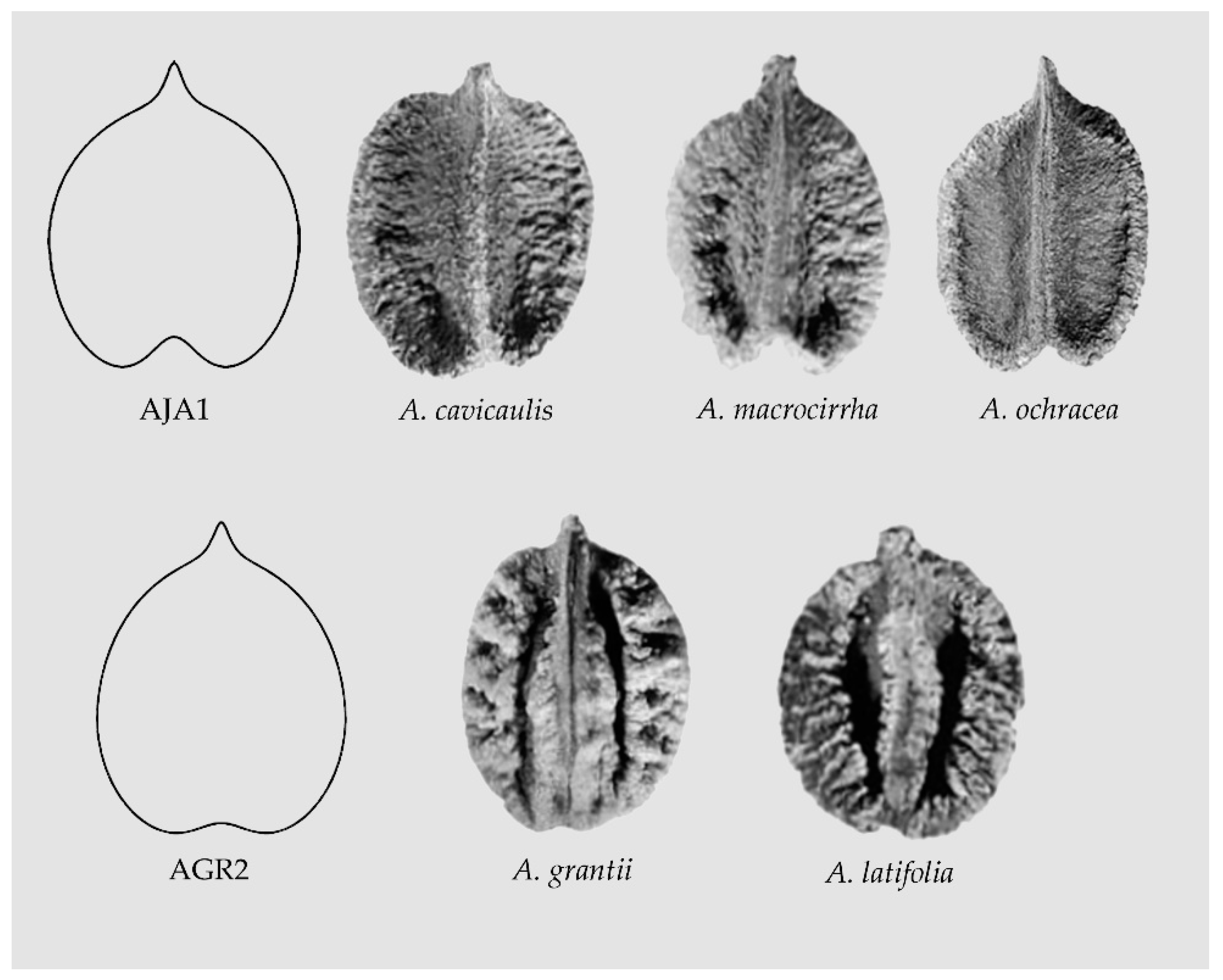 Plants 10 01695 g007 Plants 10 01695 g007