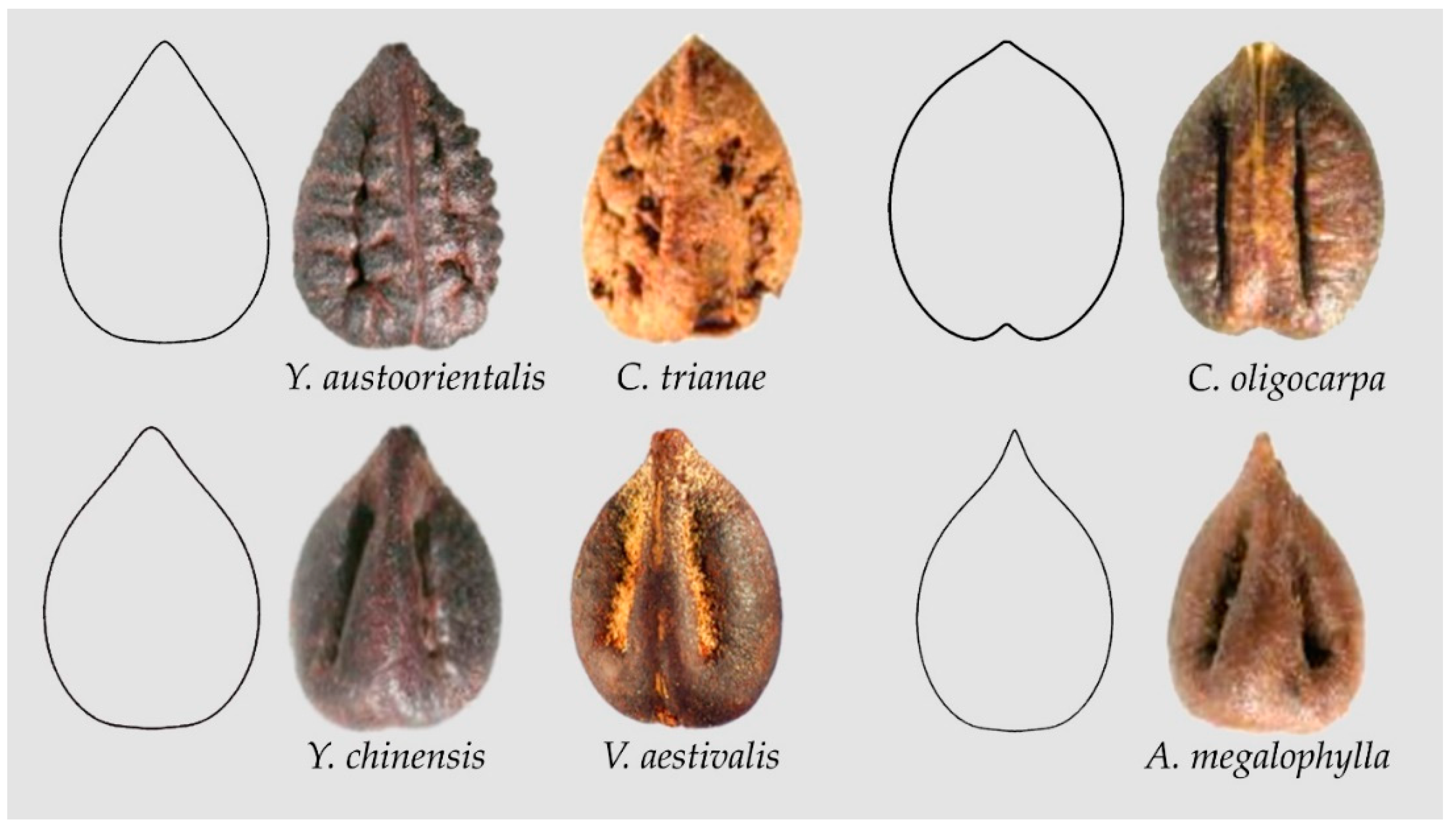 Plants 10 01695 g008 Plants 10 01695 g008