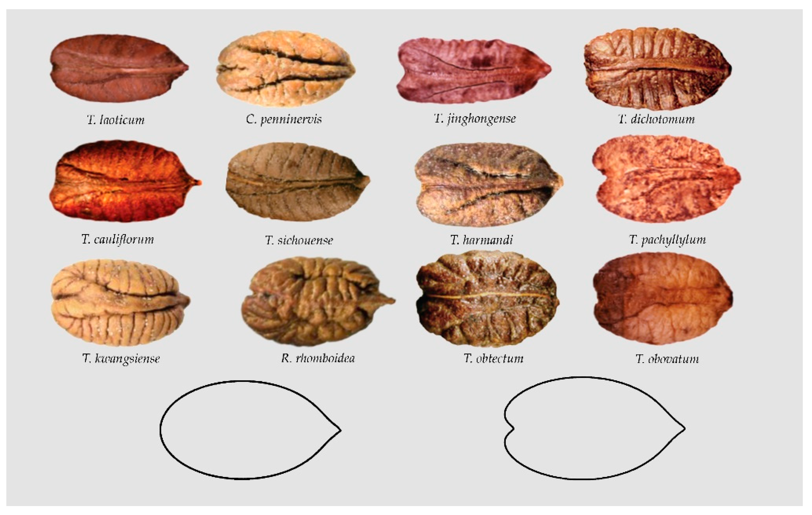 Plants 10 01695 g009 Plants 10 01695 g009