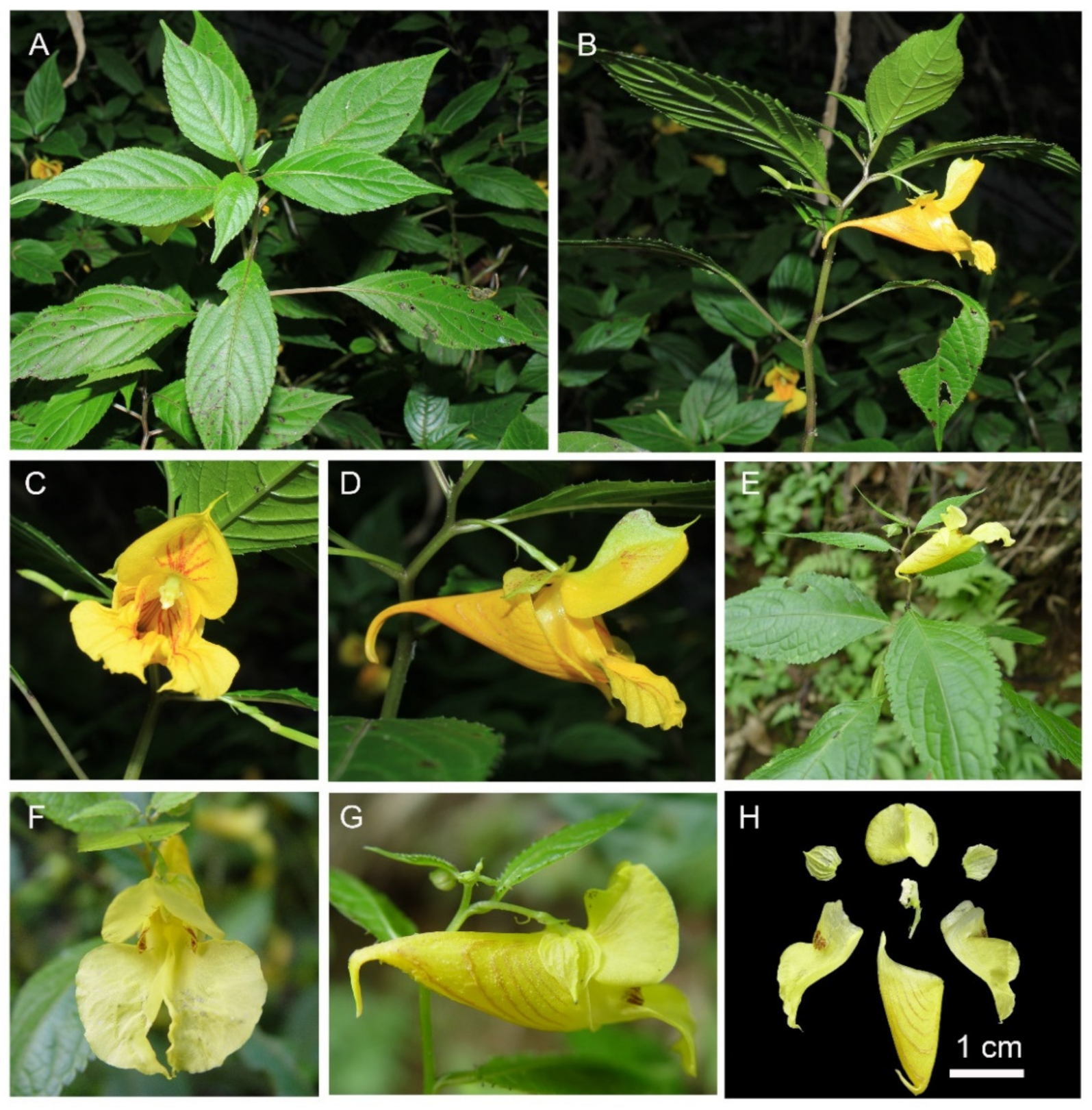 Plants 10 01697 g006