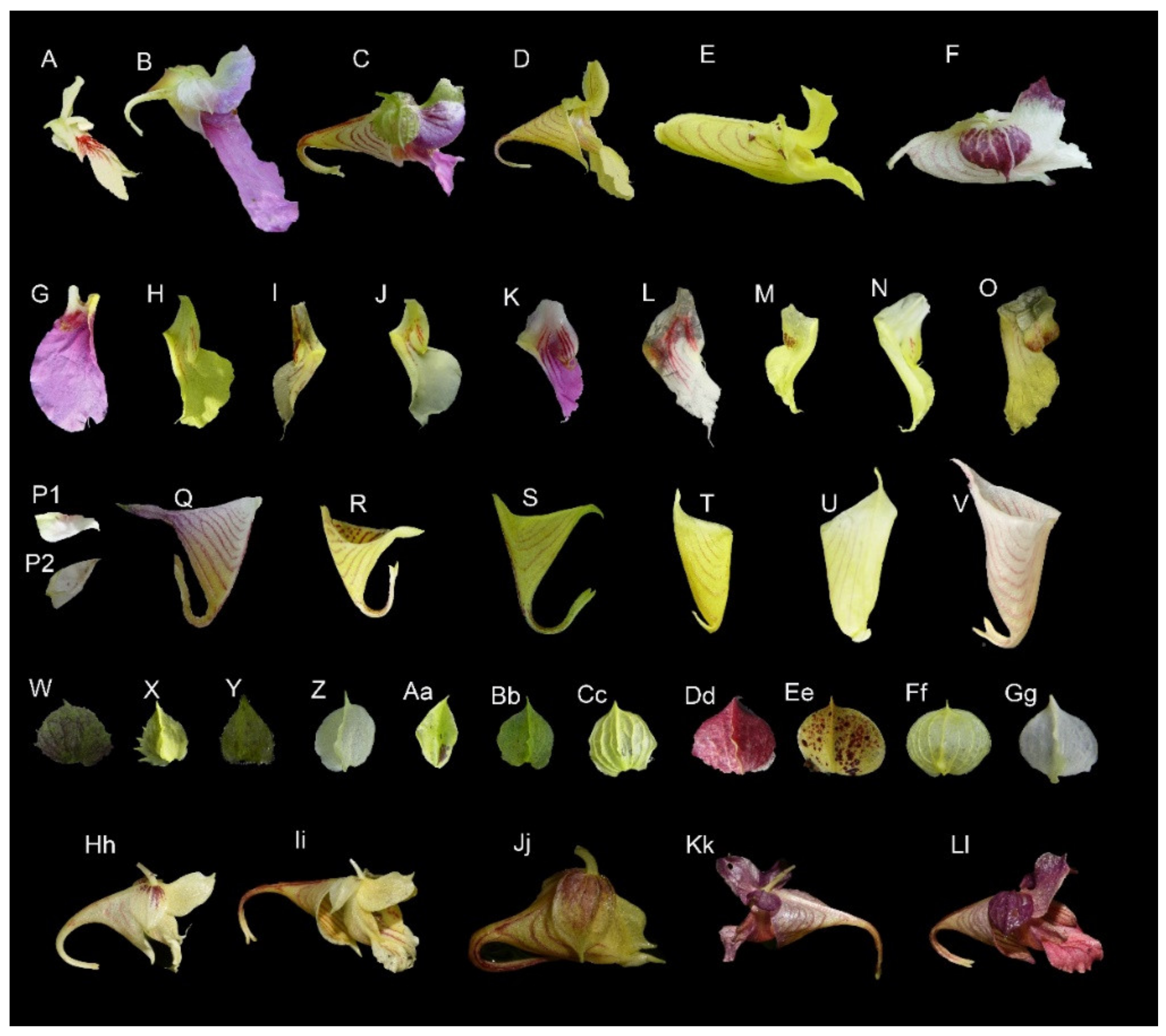 Plants 10 01697 g008