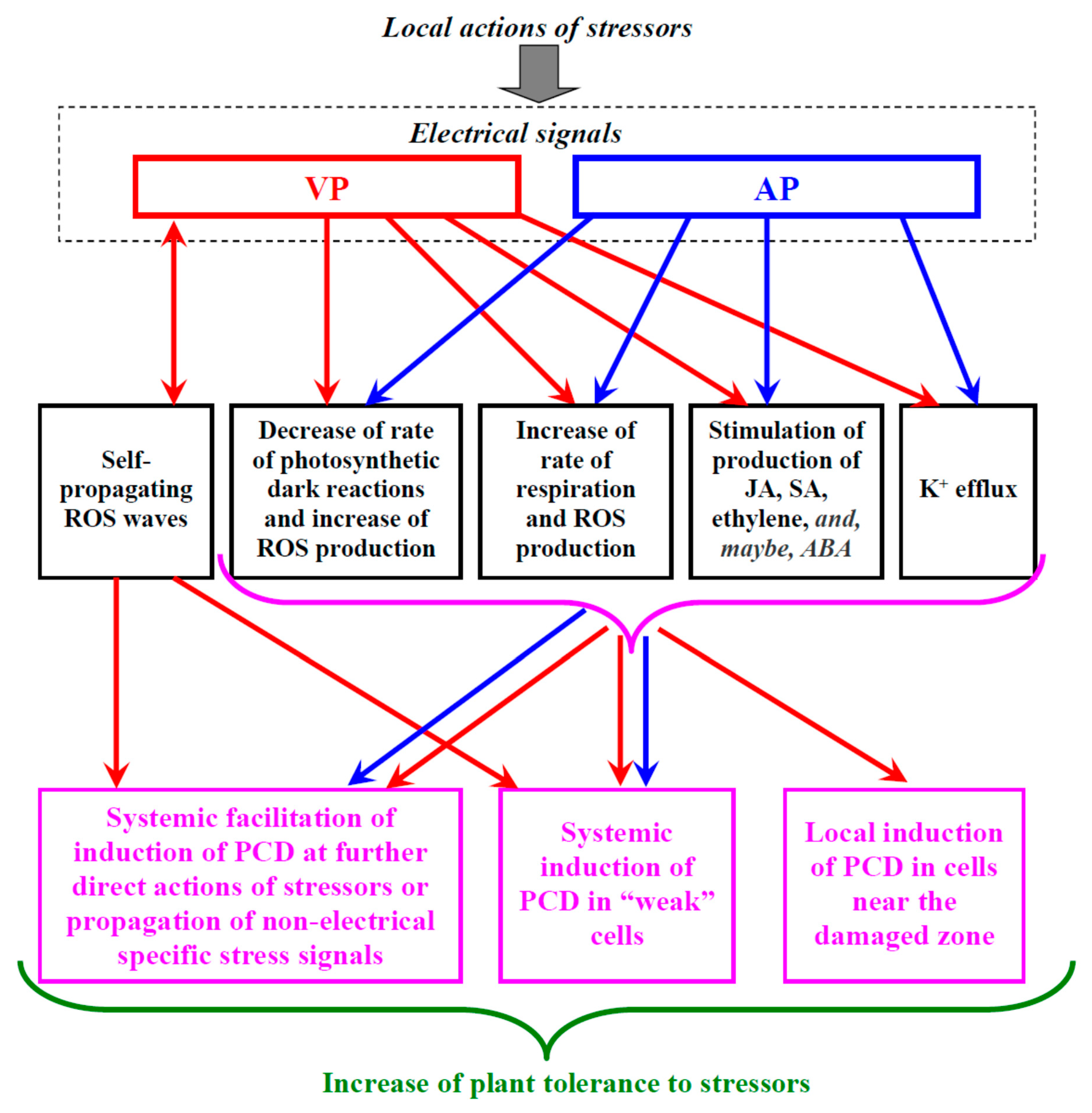 Plants 10 01704 g002 Plants 10 01704 g002