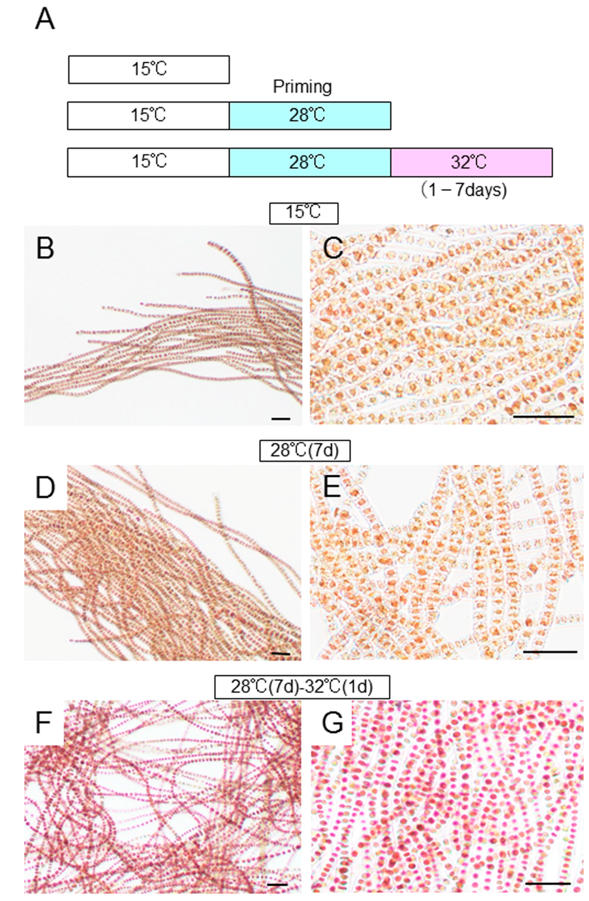Plants 10 01733 g006 Plants 10 01733 g006