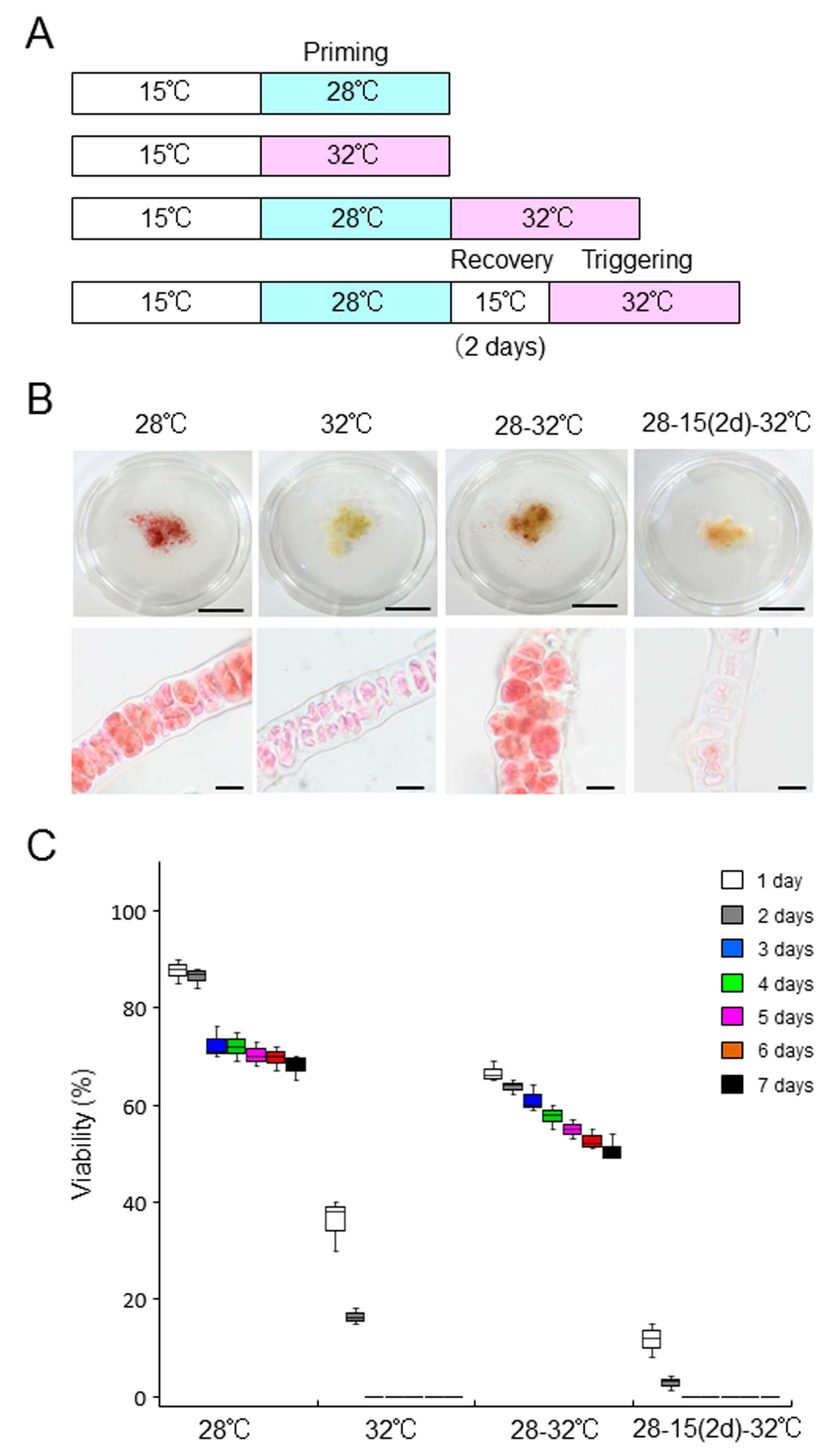 Plants Free Full Text Heat Stress Responses Differ Among Species From Different Bangia Clades Of Bangiales Rhodophyta Html