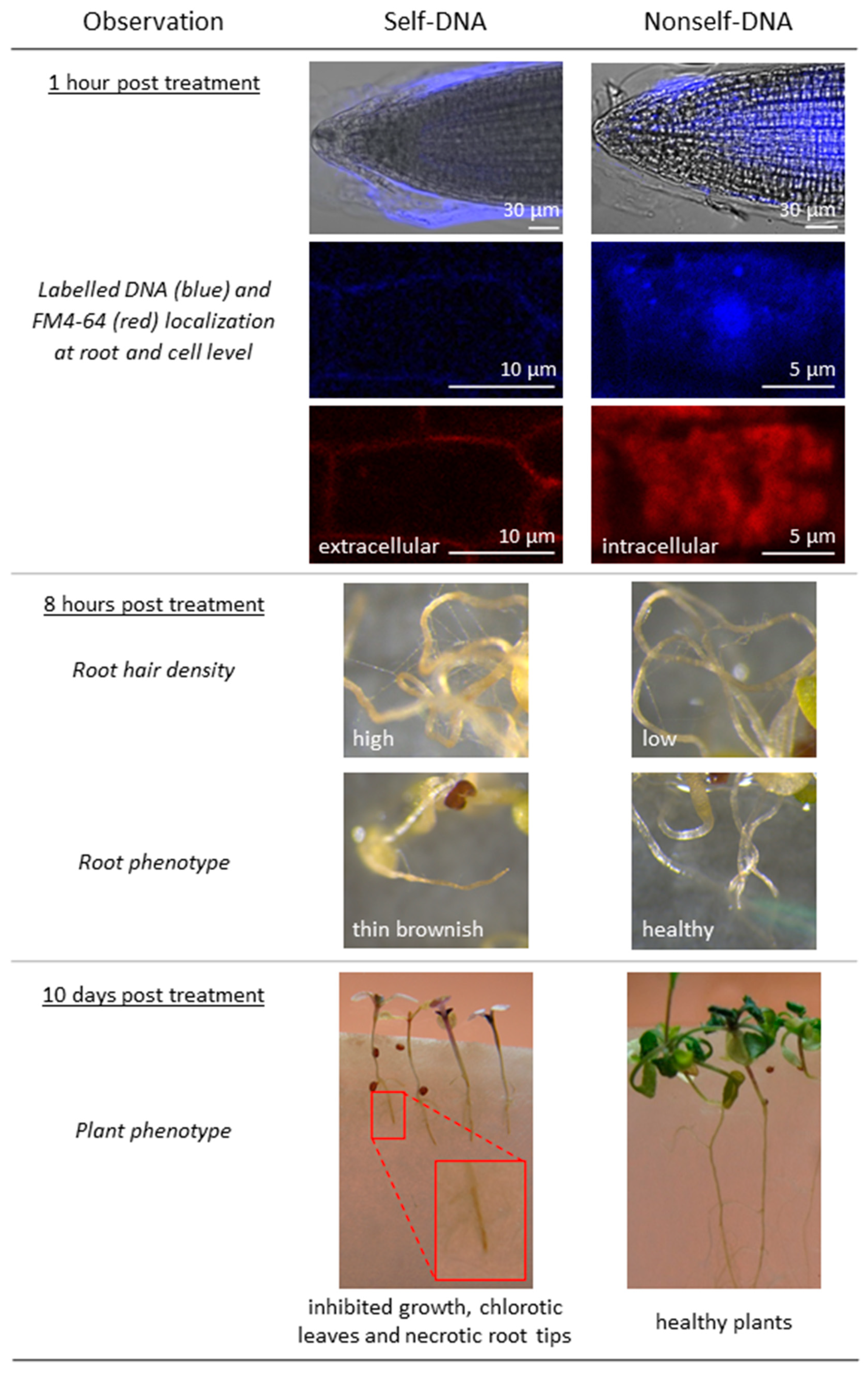 Plants 10 01744 g006