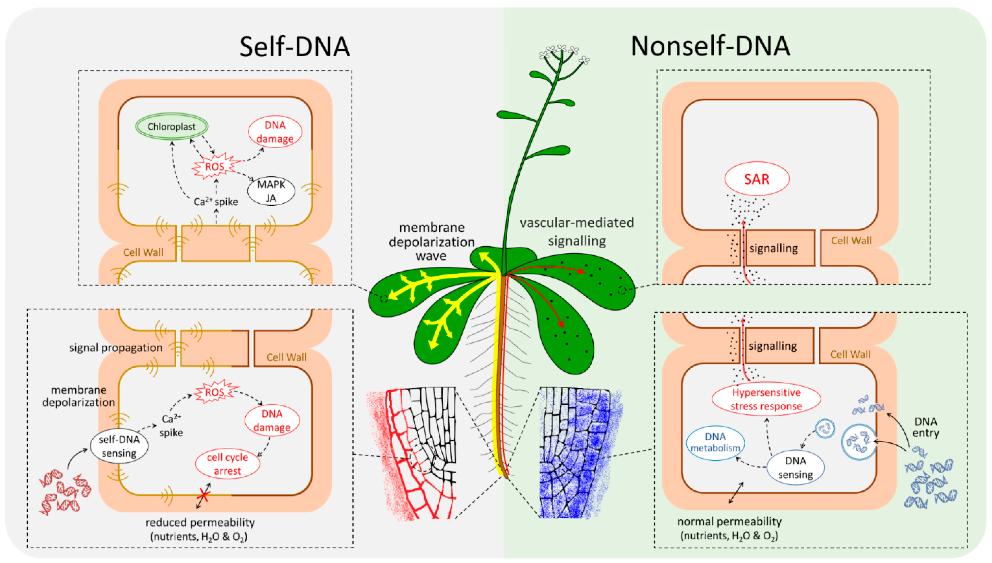 Plants 10 01744 g007
