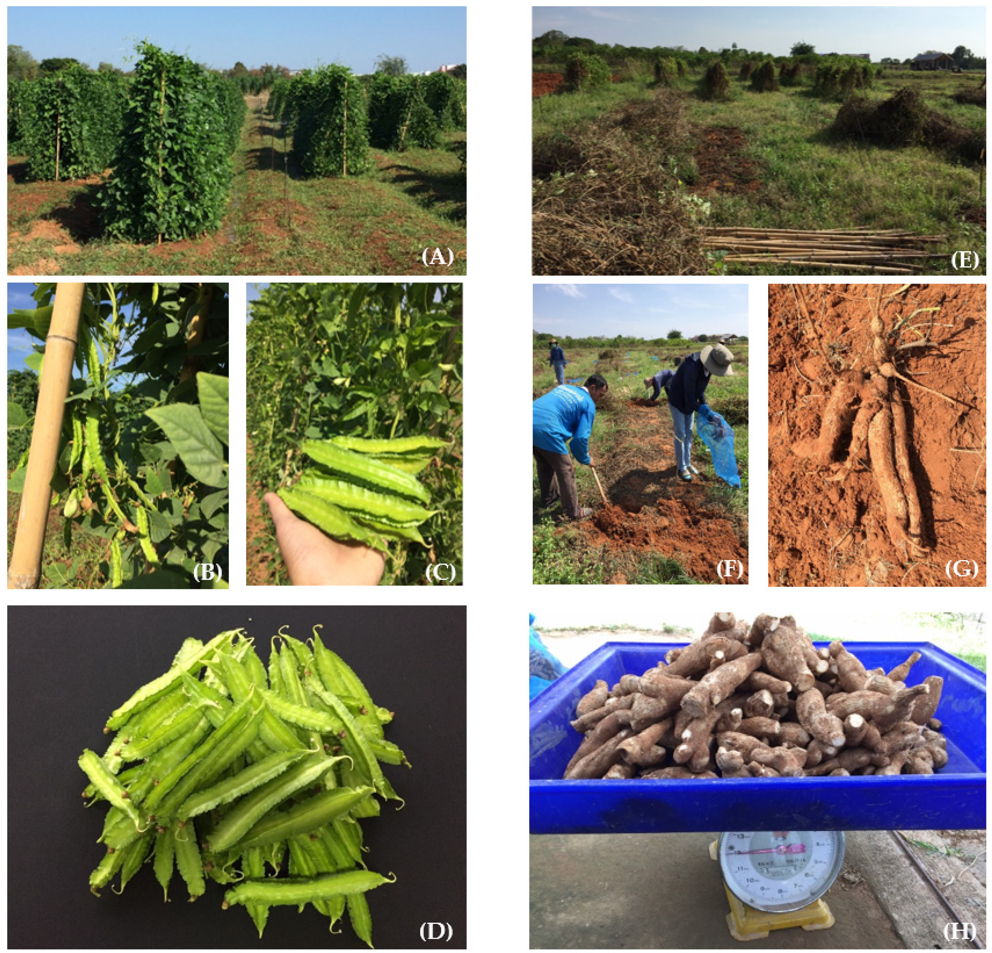 Plants 10 01746 g001