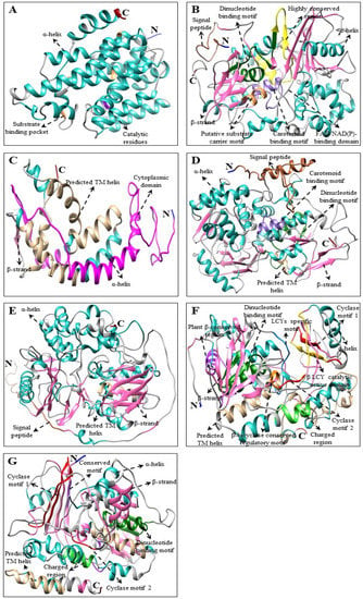 Plants | Free Full-Text | Molecular Characterization, Expression