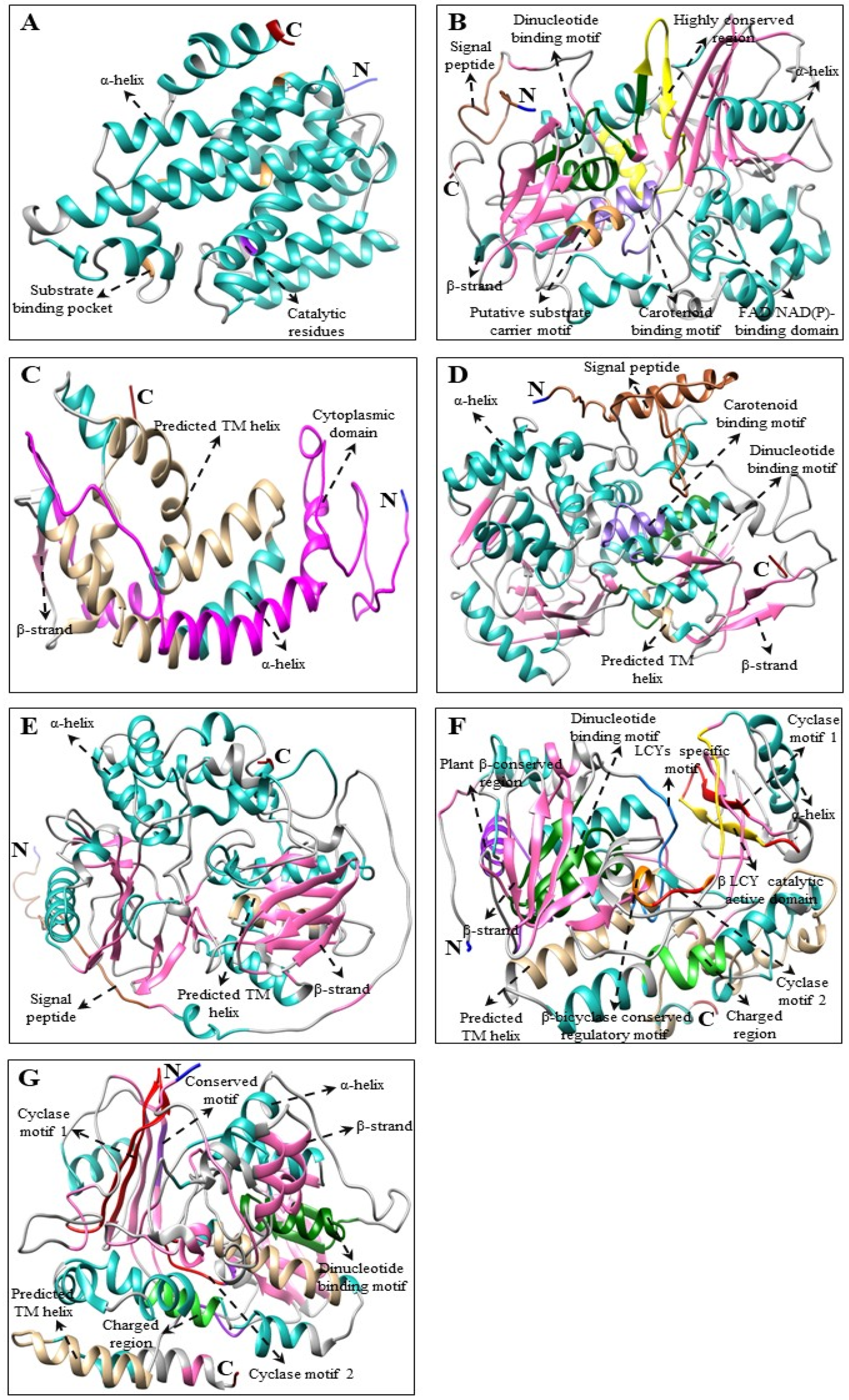 Plants | Free Full-Text | Molecular Characterization, Expression