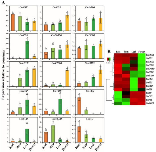 Plants | Free Full-Text | Molecular Characterization, Expression