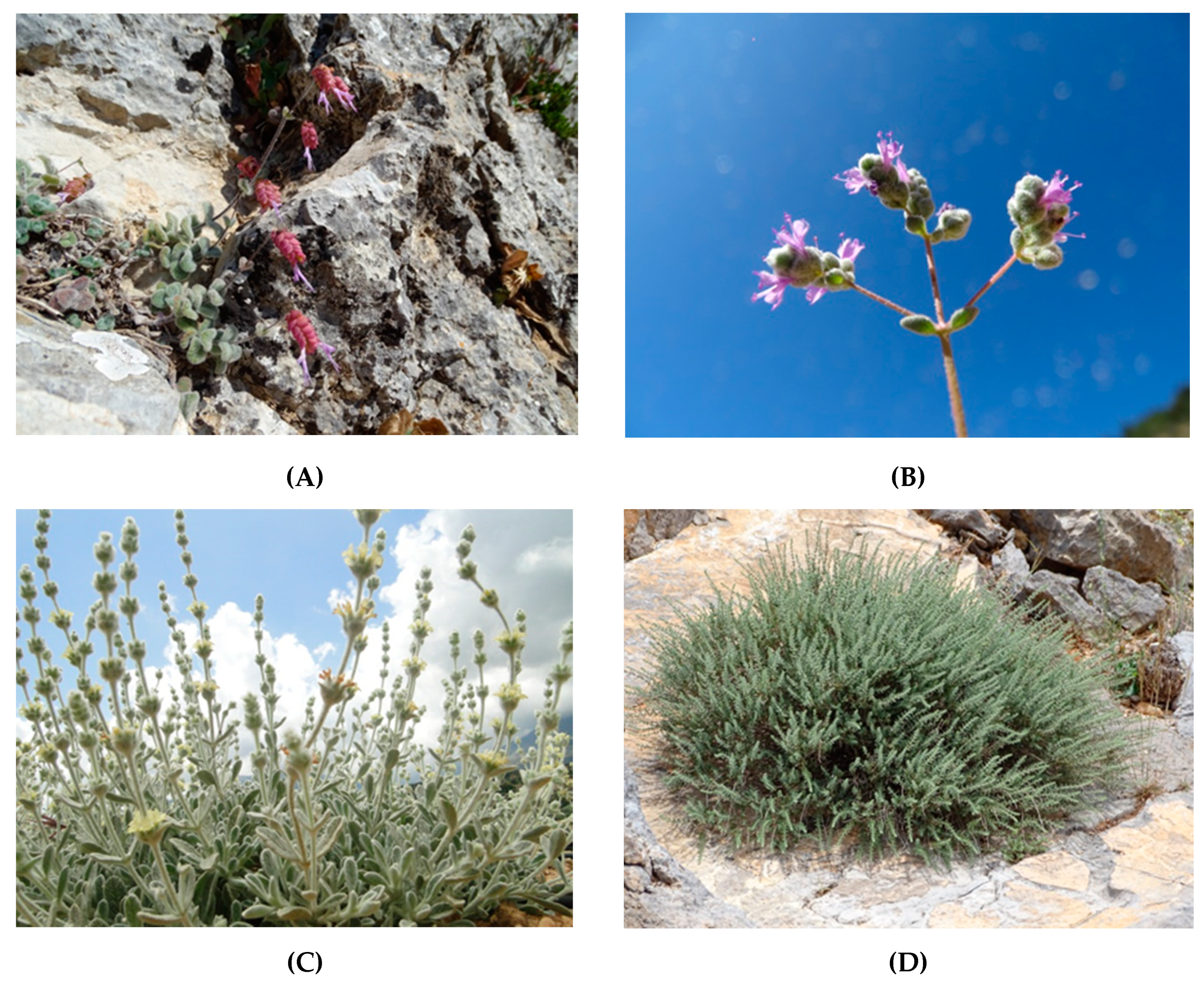 Plants 10 01770 g002