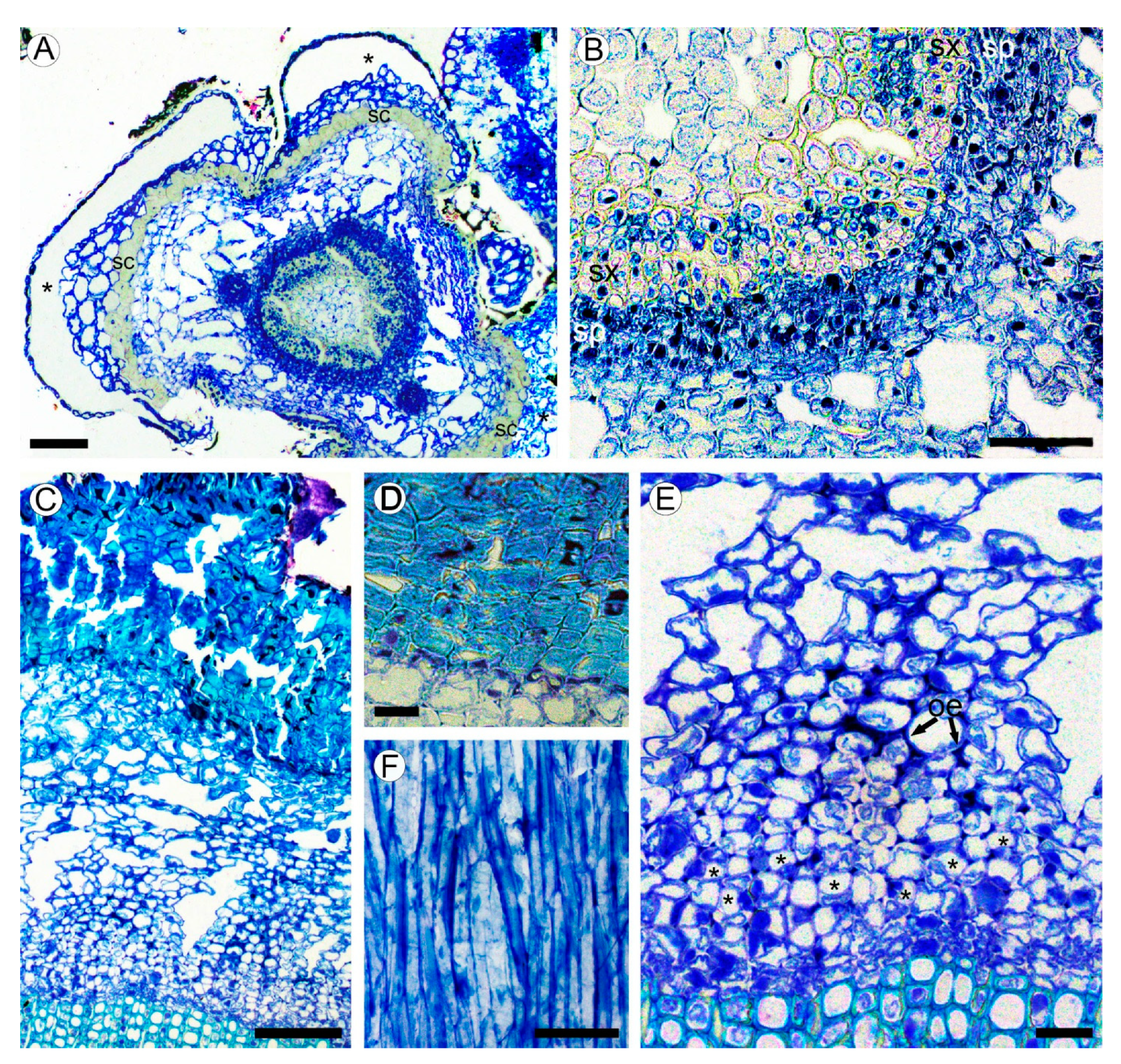 Plants 10 01773 g002