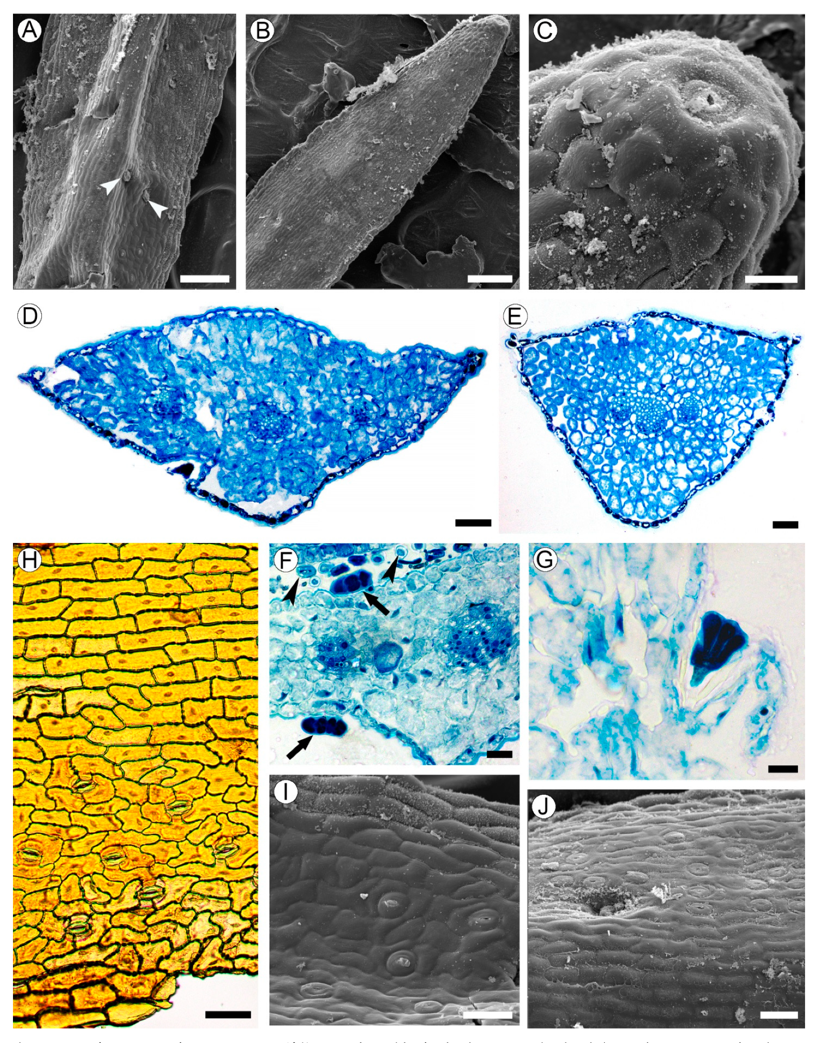Plants 10 01773 g003