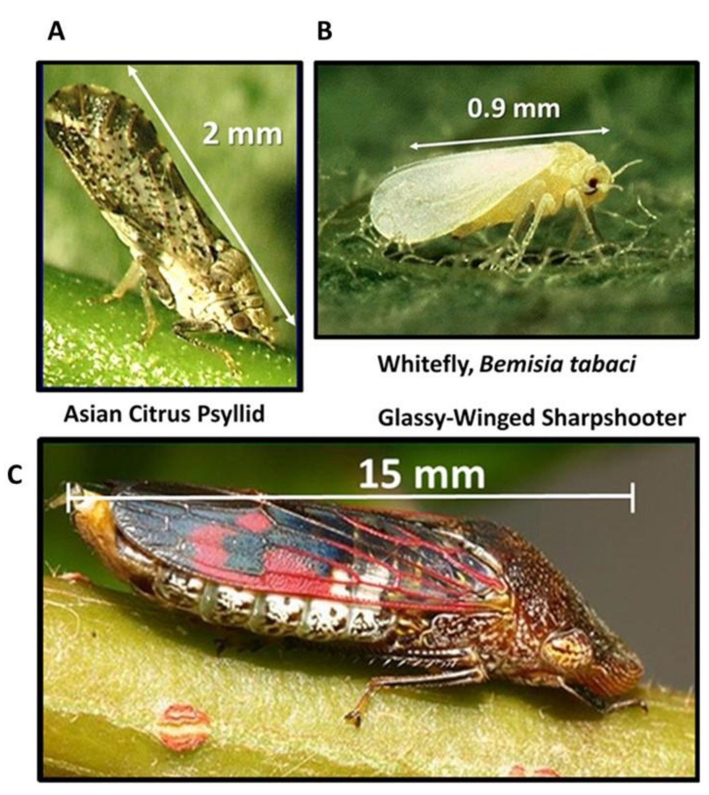 Plants | Free Full-Text | Optimizing Efficient RNAi-Mediated Control of  Hemipteran Pests (Psyllids, Leafhoppers, Whitefly): Modified Pyrimidines in  dsRNA Triggers