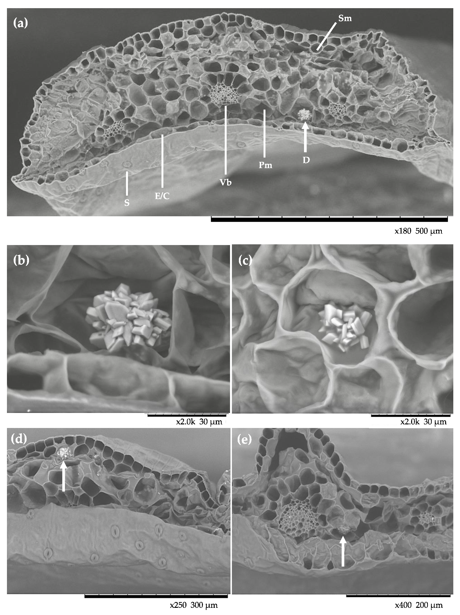calcium oxalate crystals in plants