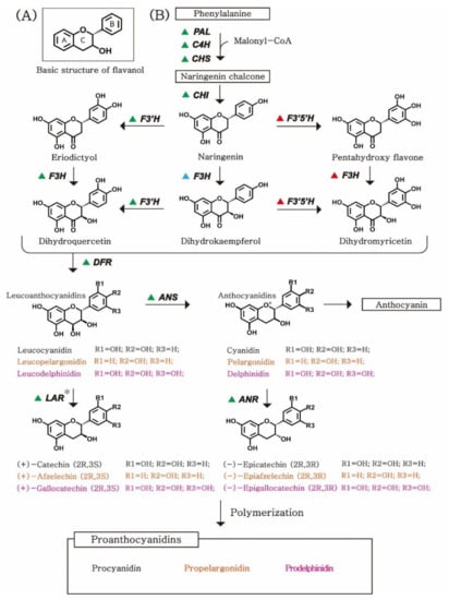 Plants | Free Full-Text | Biosynthetic Pathway of Proanthocyanidins in  Major Cash Crops