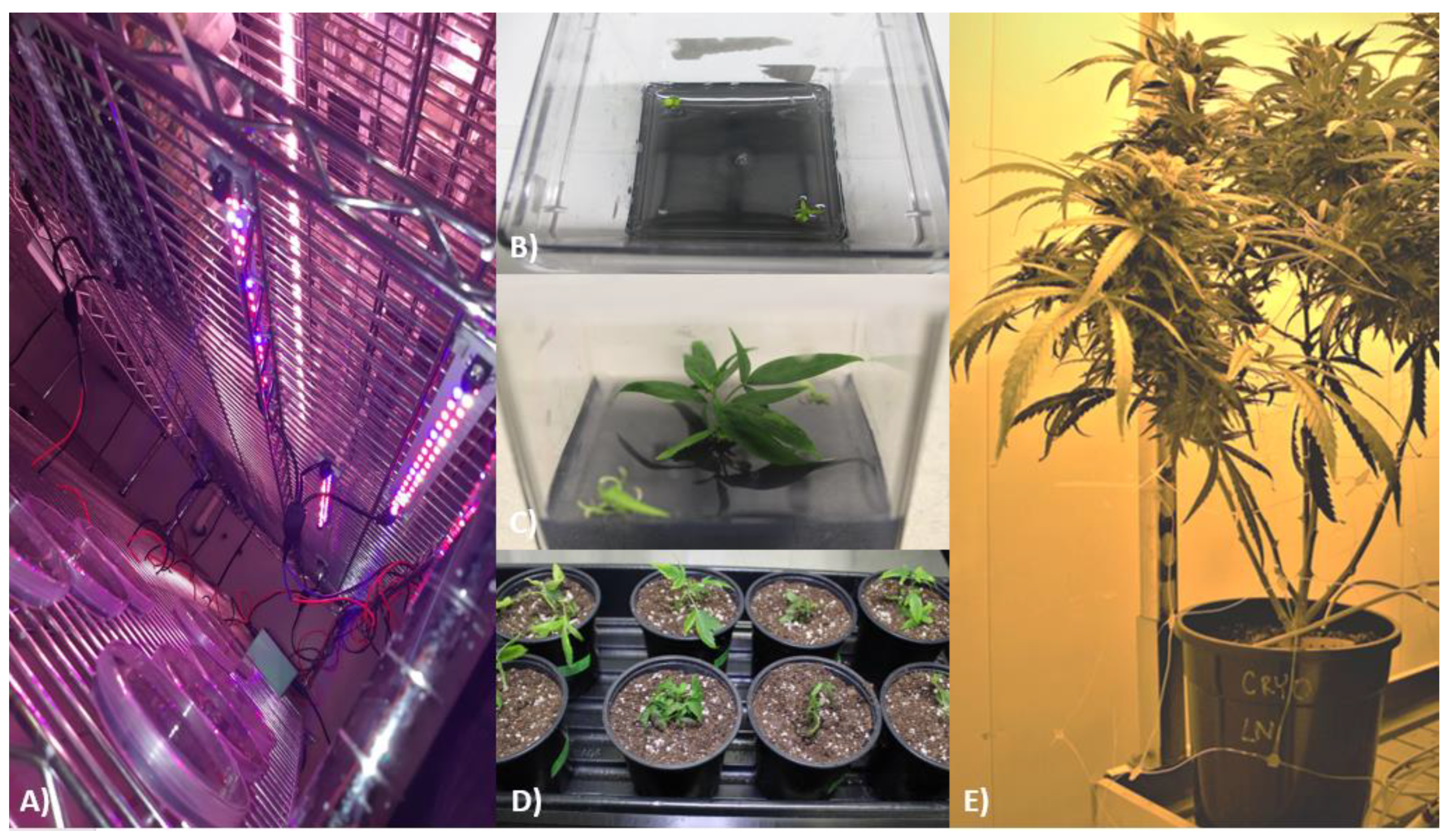 Plants 10 01794 g003 Plants 10 01794 g003
