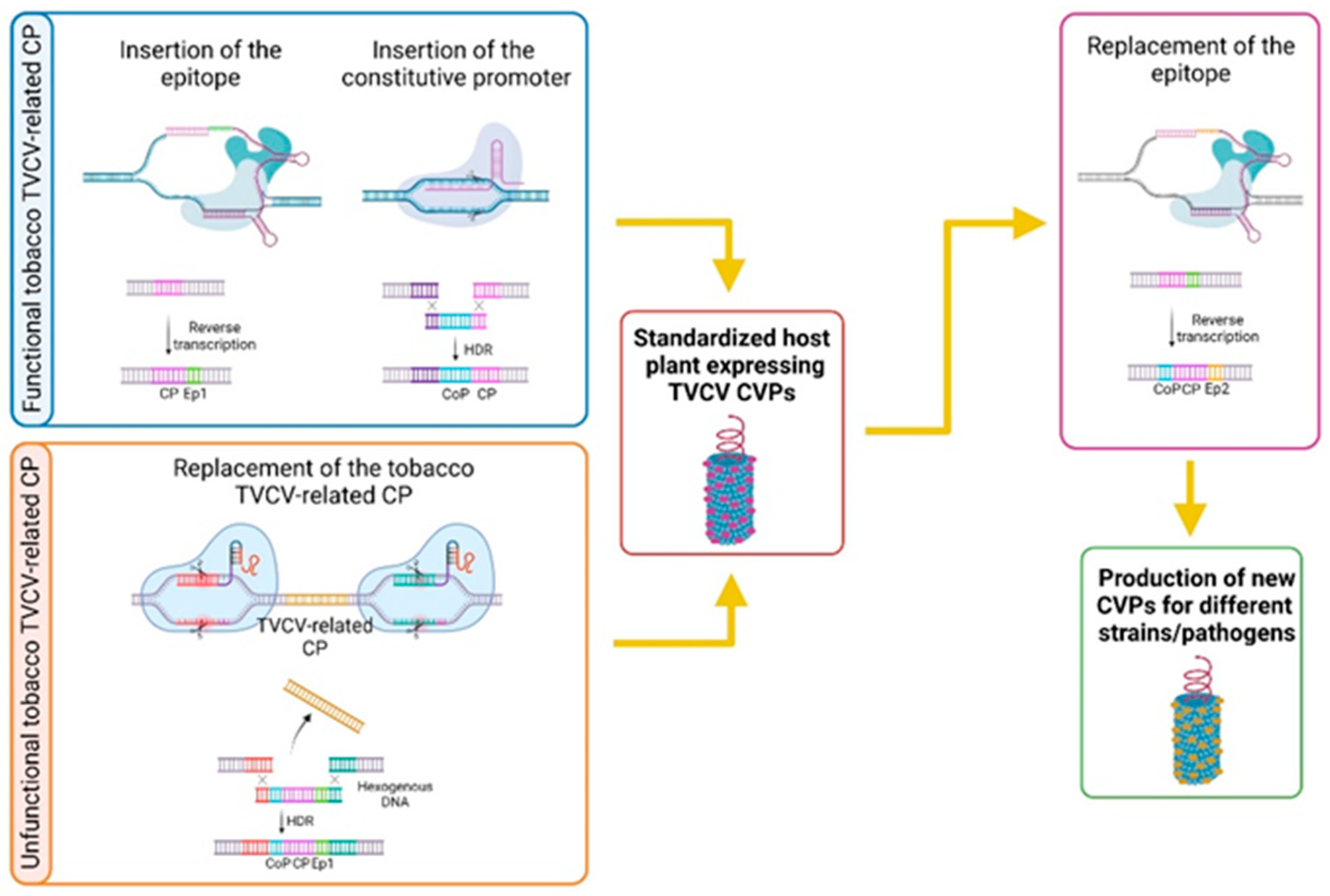 Plant and animal genome