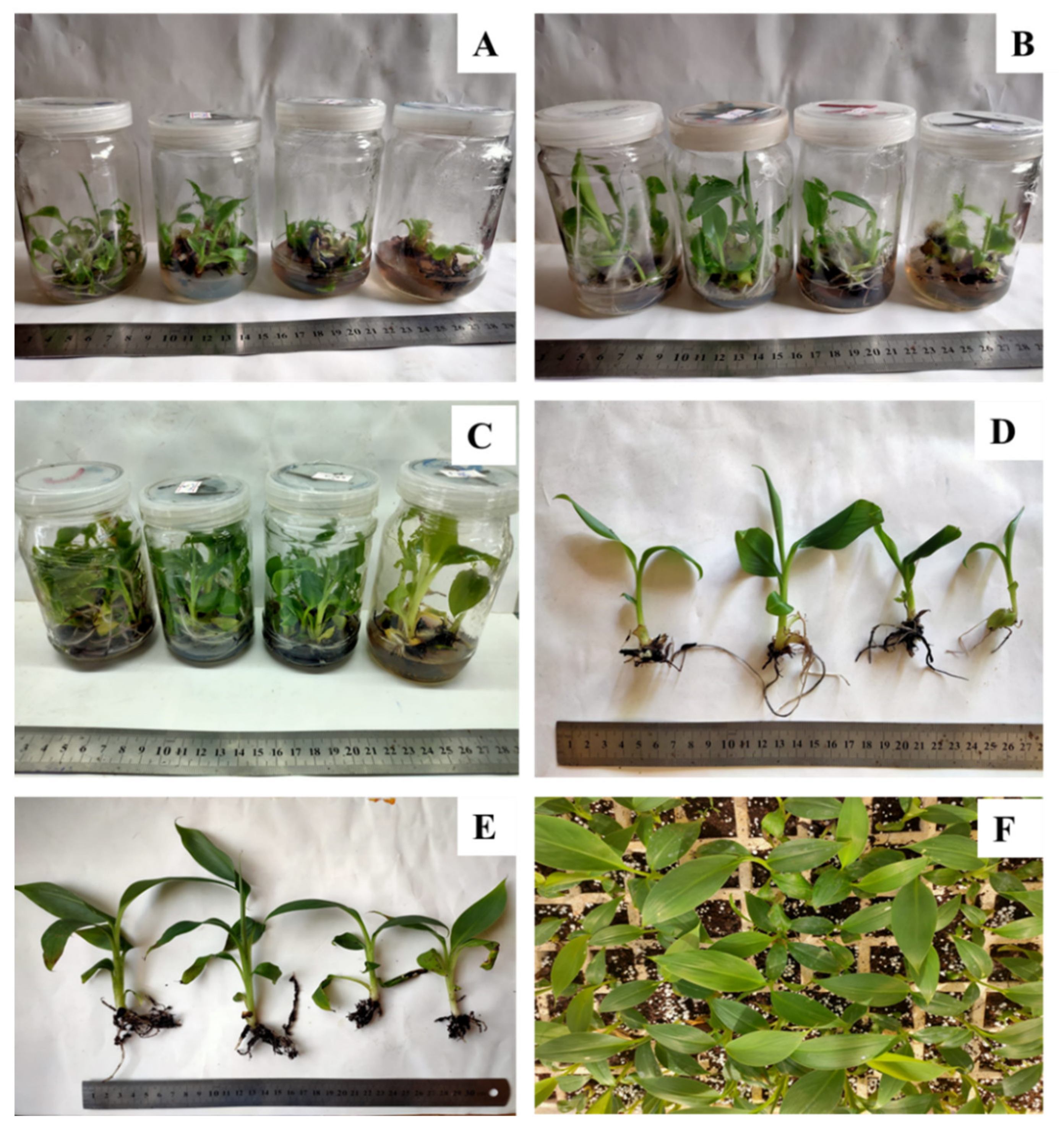Plants | Free Full-Text | In Vitro Propagation and Acclimatization of  Banana Plants: Antioxidant Enzymes, Chemical Assessments and Genetic  Stability of Regenerates as a Response to Copper Sulphate | HTML