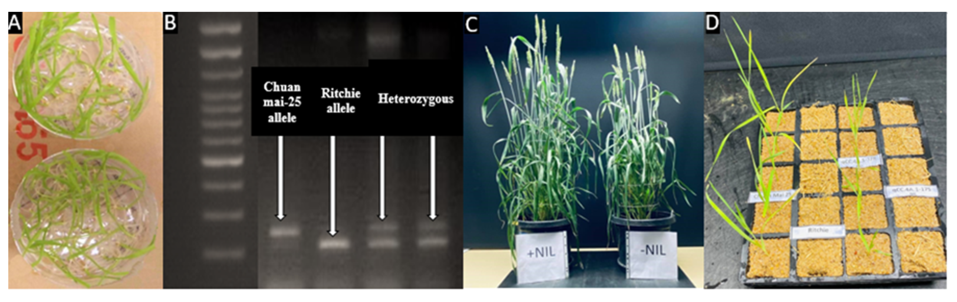 Plants 10 01856 g001