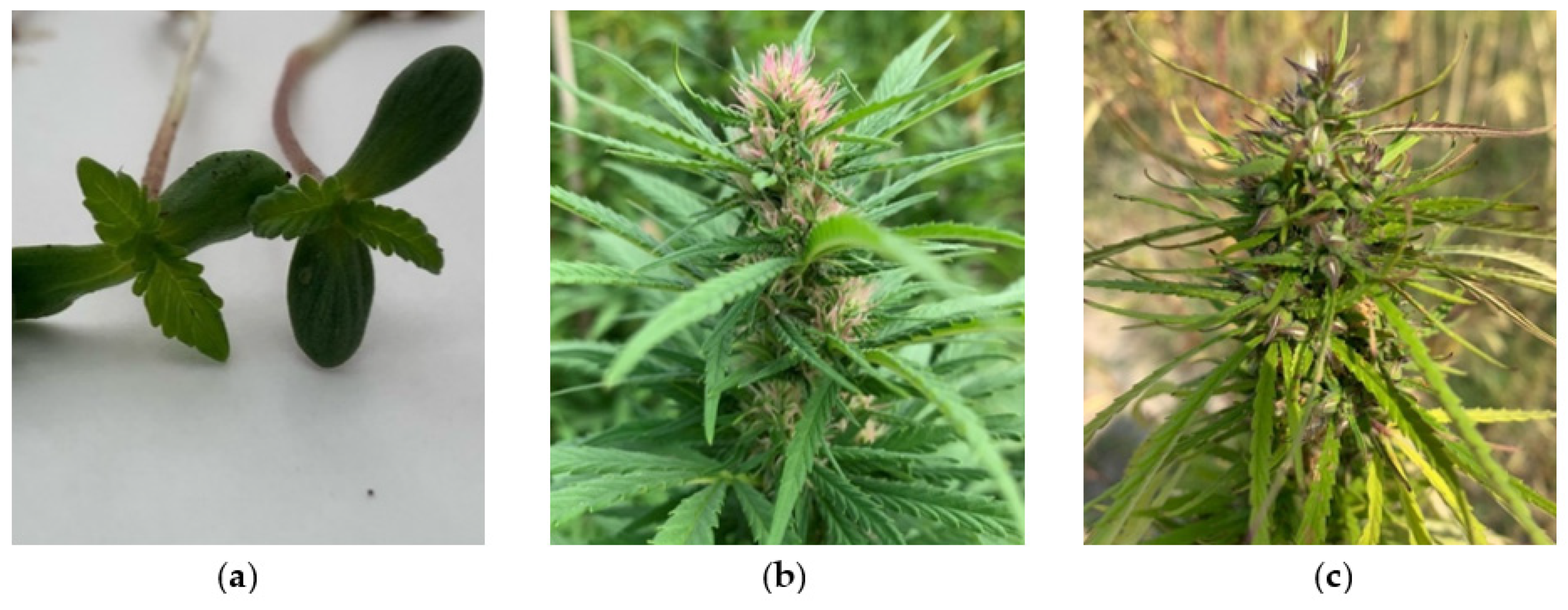 Plants | Free Full-Text | Analysis Of Sequence Variability And ...