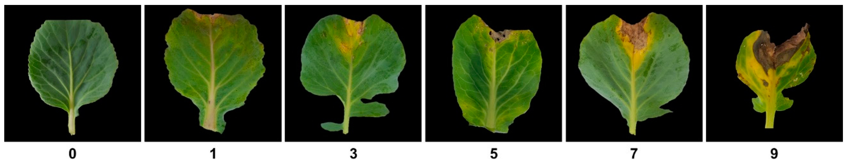 Plants 10 01940 g005 Plants 10 01940 g005