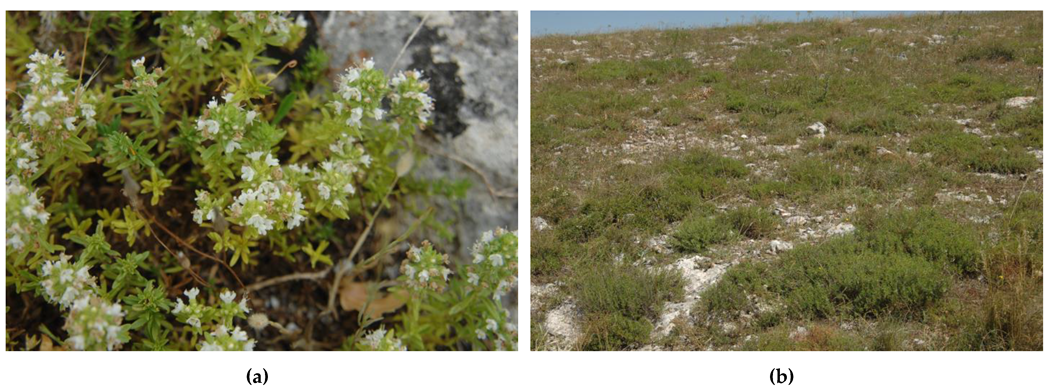 Plants 10 01952 g004