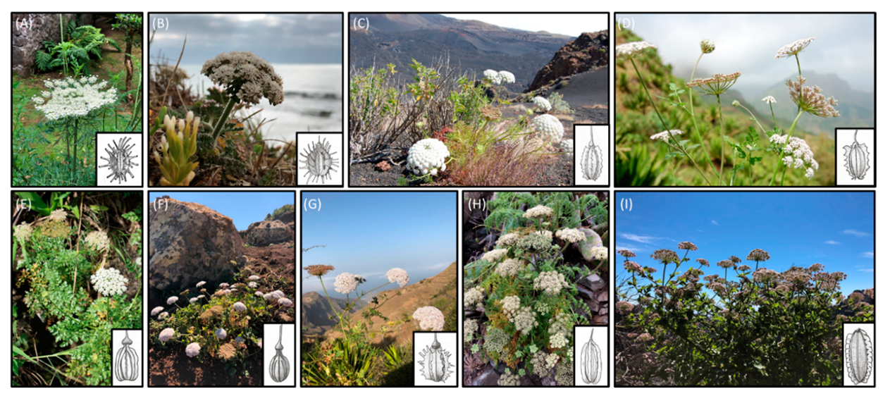 Plants | Free Full-Text | Diversity and Cytogenomic Characterization of  Wild Carrots in the Macaronesian Islands