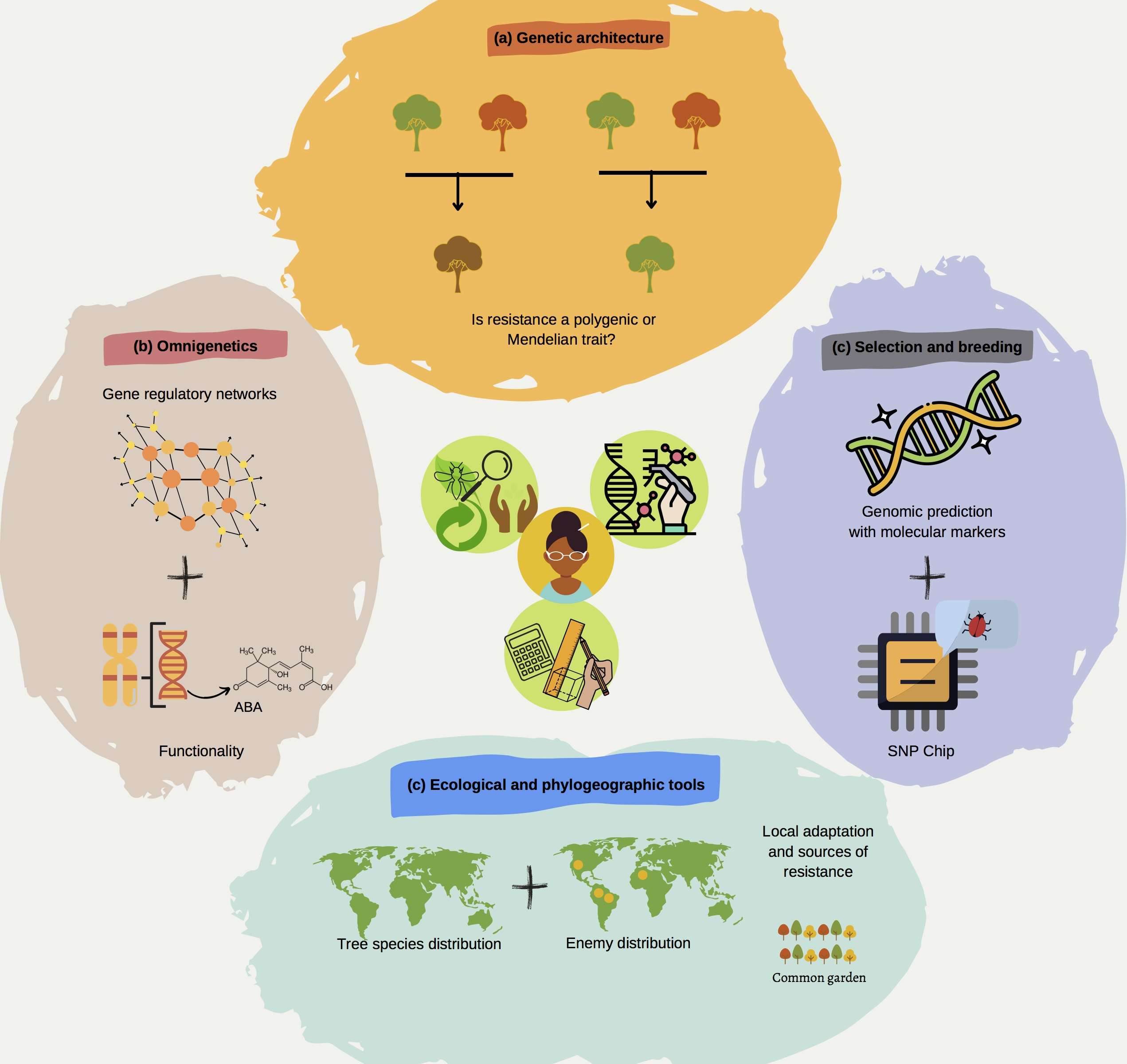 Plants Free Full Text Integrative Pre Breeding For Biotic Resistance In Forest Trees