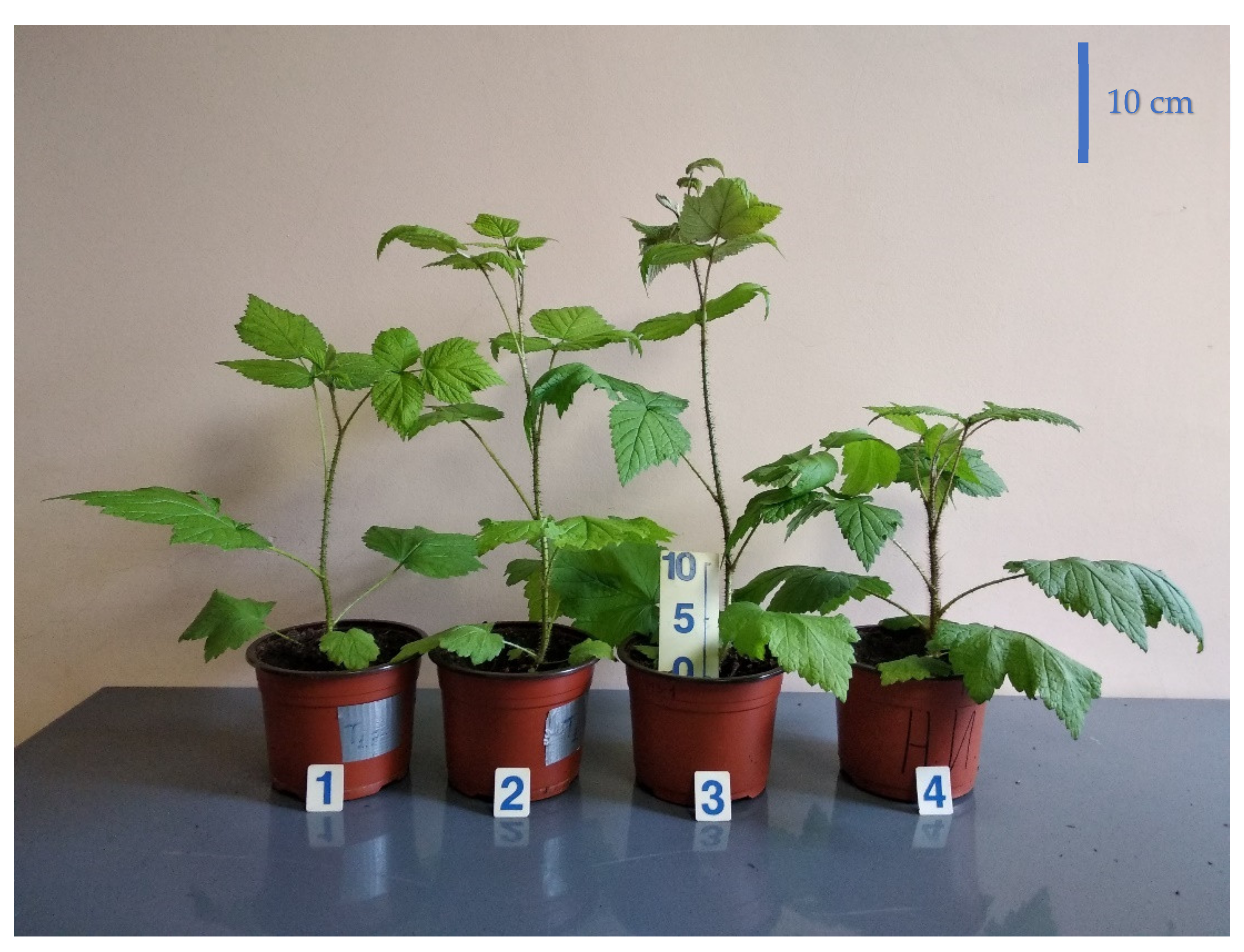 Plants 10 02071 g002