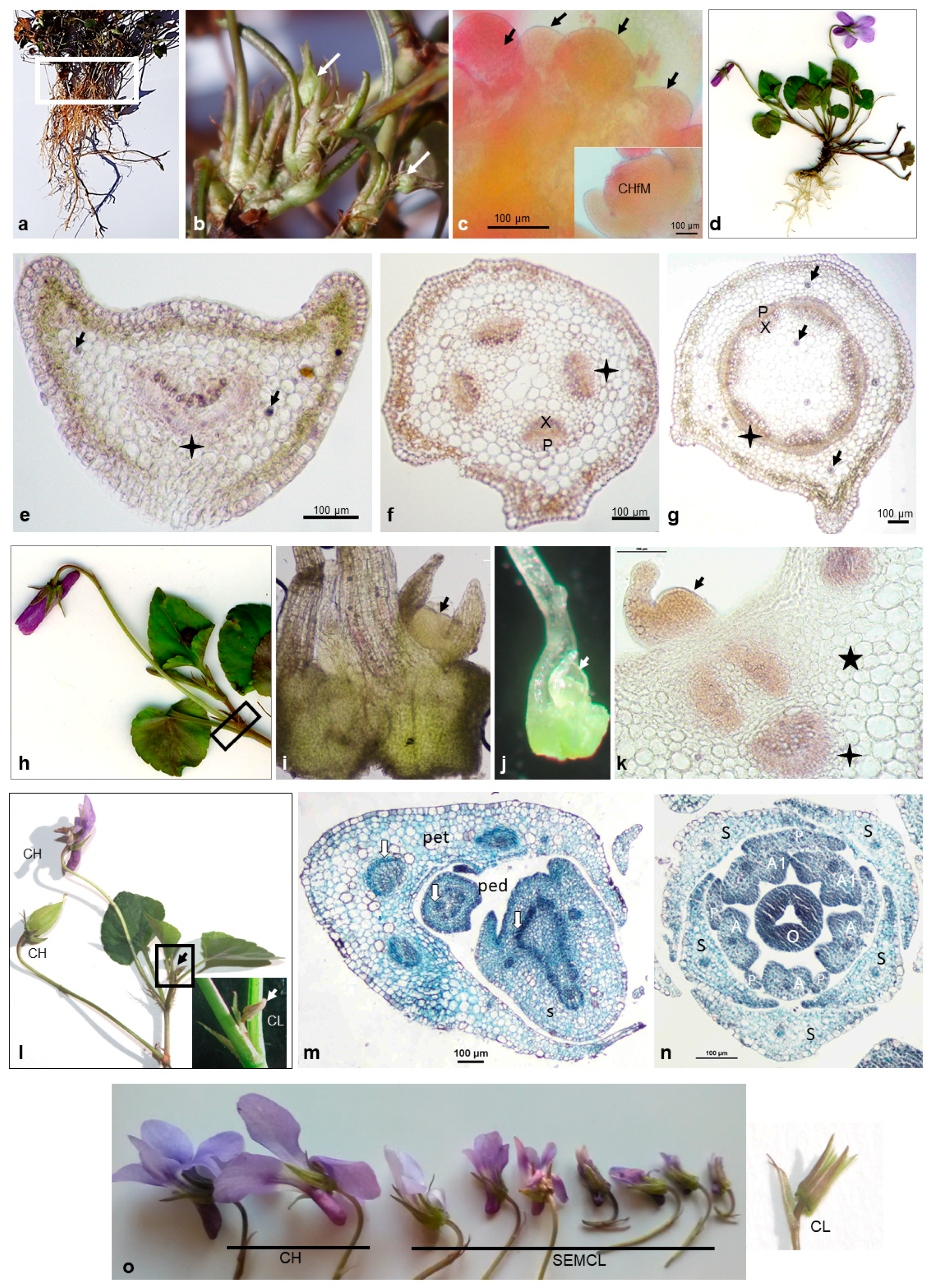 Plants | Free Full-Text | Seasonal and Simultaneous Cleistogamy in