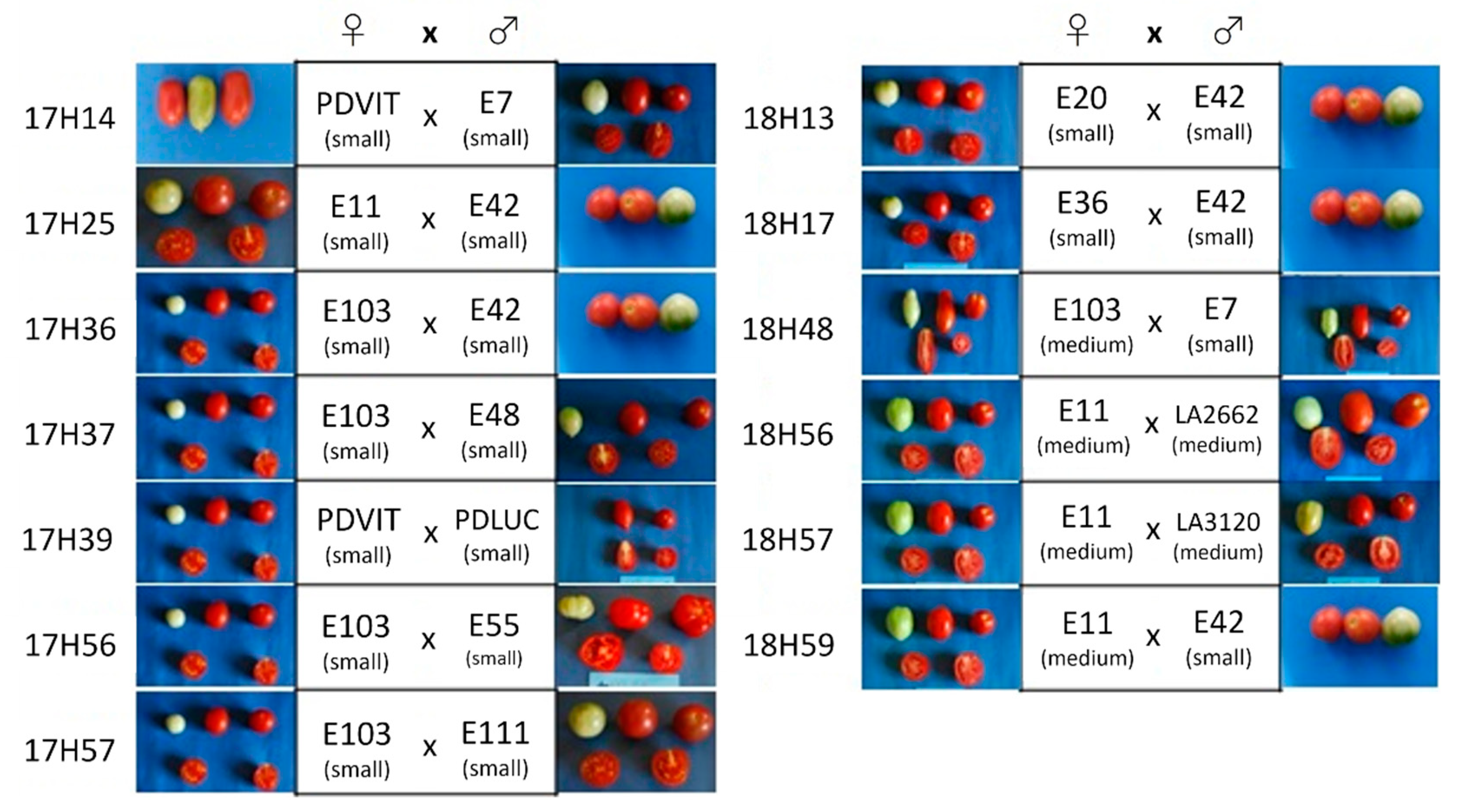 https://www.mdpi.com/plants/plants-10-02168/article_deploy/html/images/plants-10-02168-g002.png