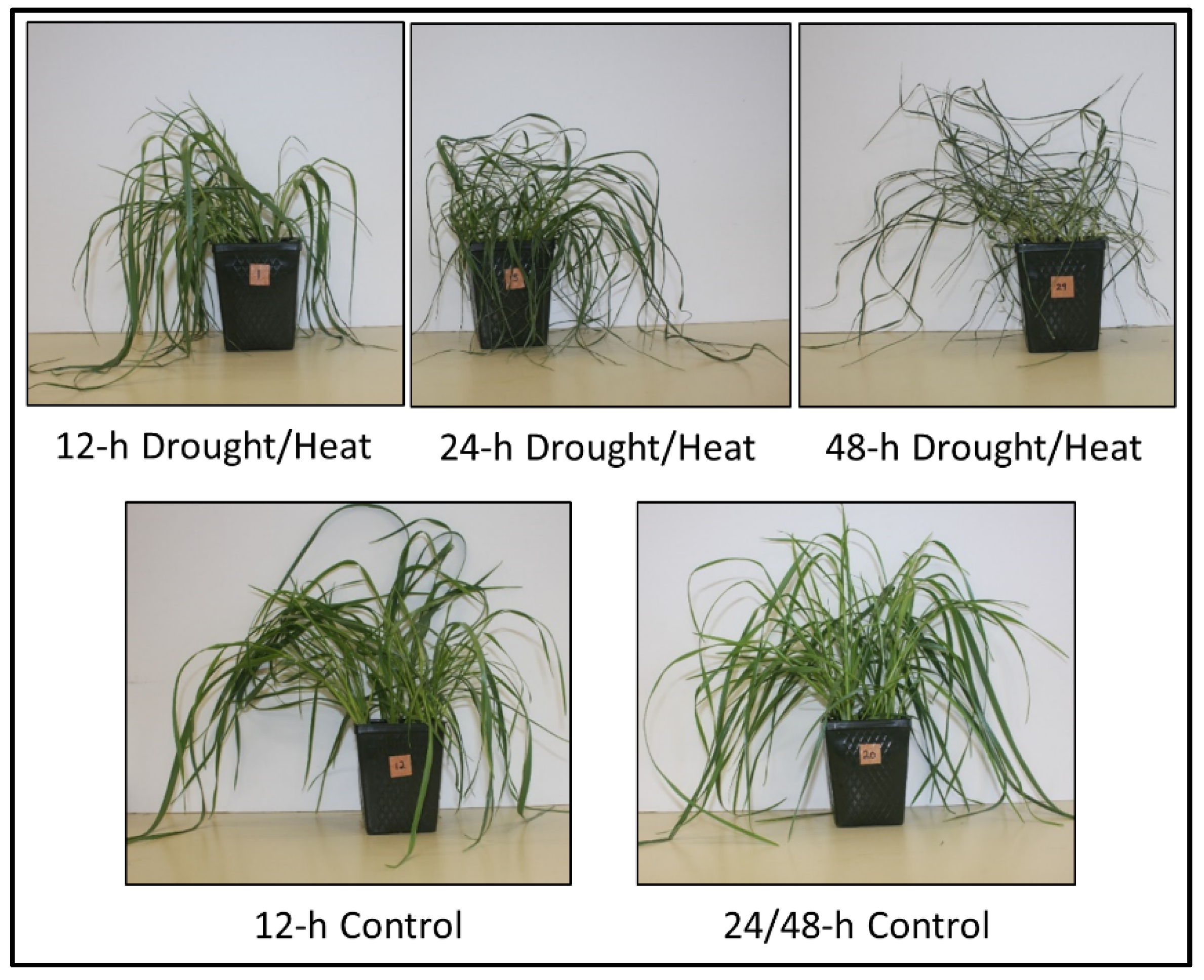 Plants 10 02247 g001
