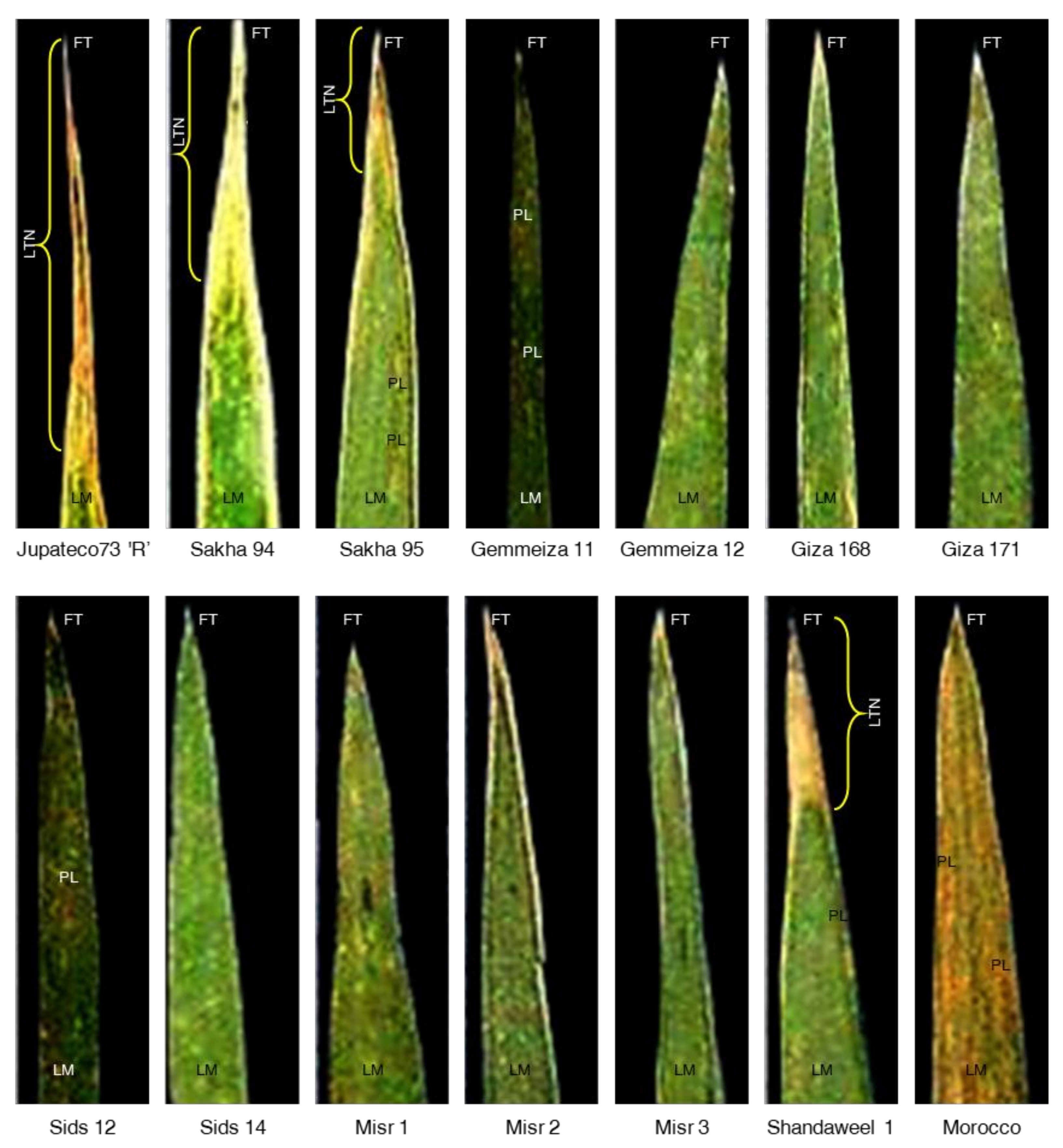 Plants | Free Full-Text | Durability of Adult Plant Resistance Gene Yr18 in  Partial Resistance Behavior of Wheat (Triticum aestivum) Genotypes with  Different Degrees of Tolerance to Stripe Rust Disease, Caused by