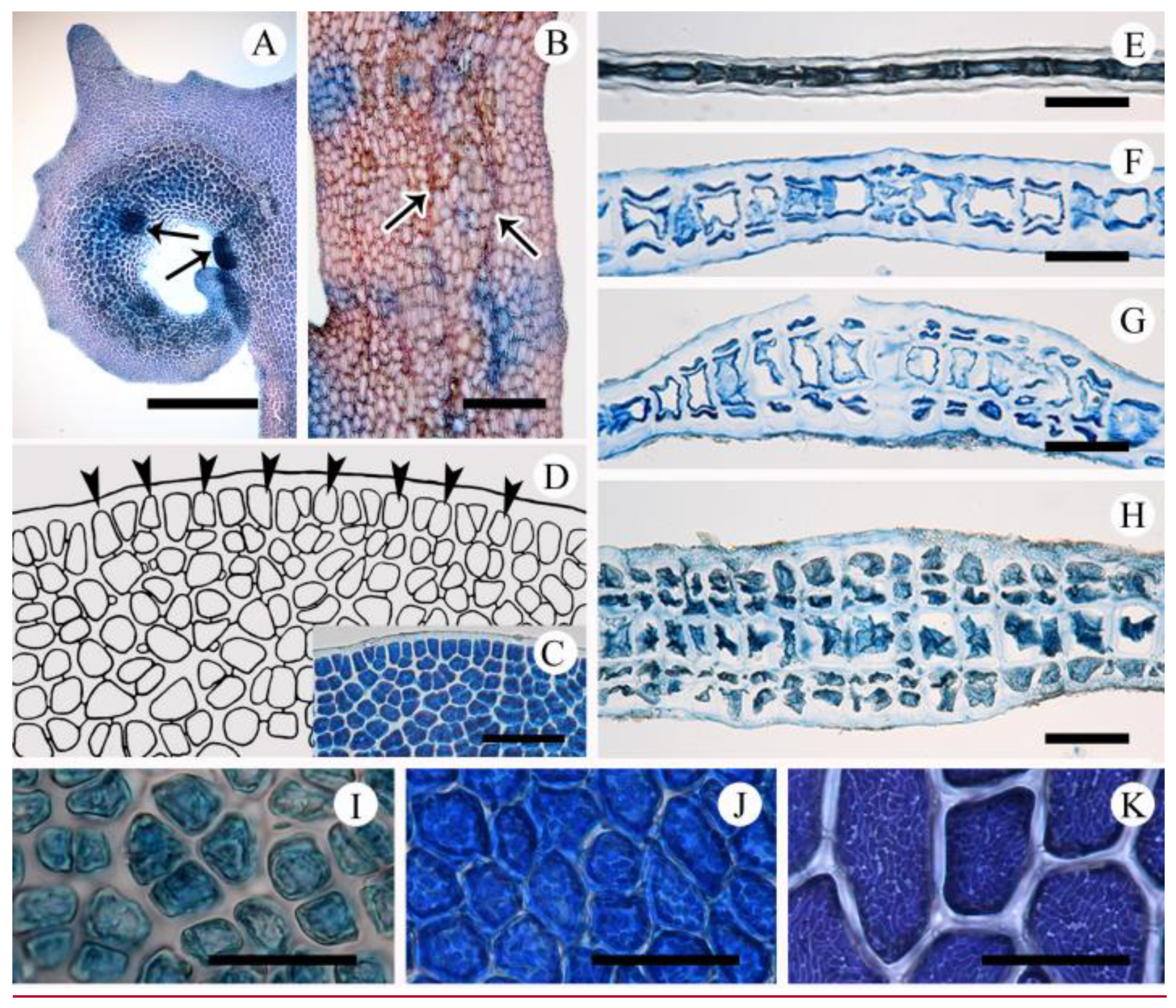 Plants 10 02269 g004