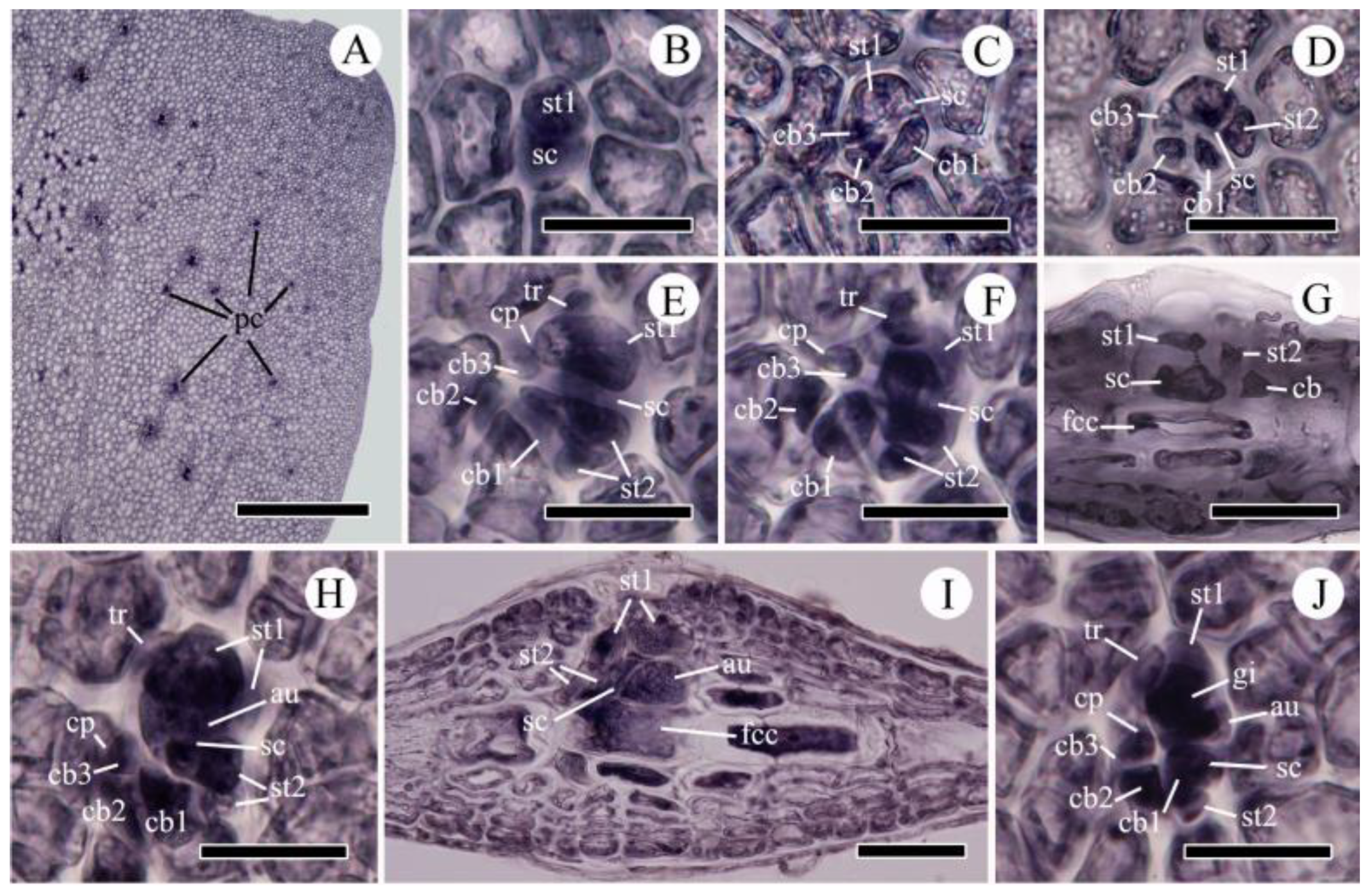 Plants 10 02269 g005
