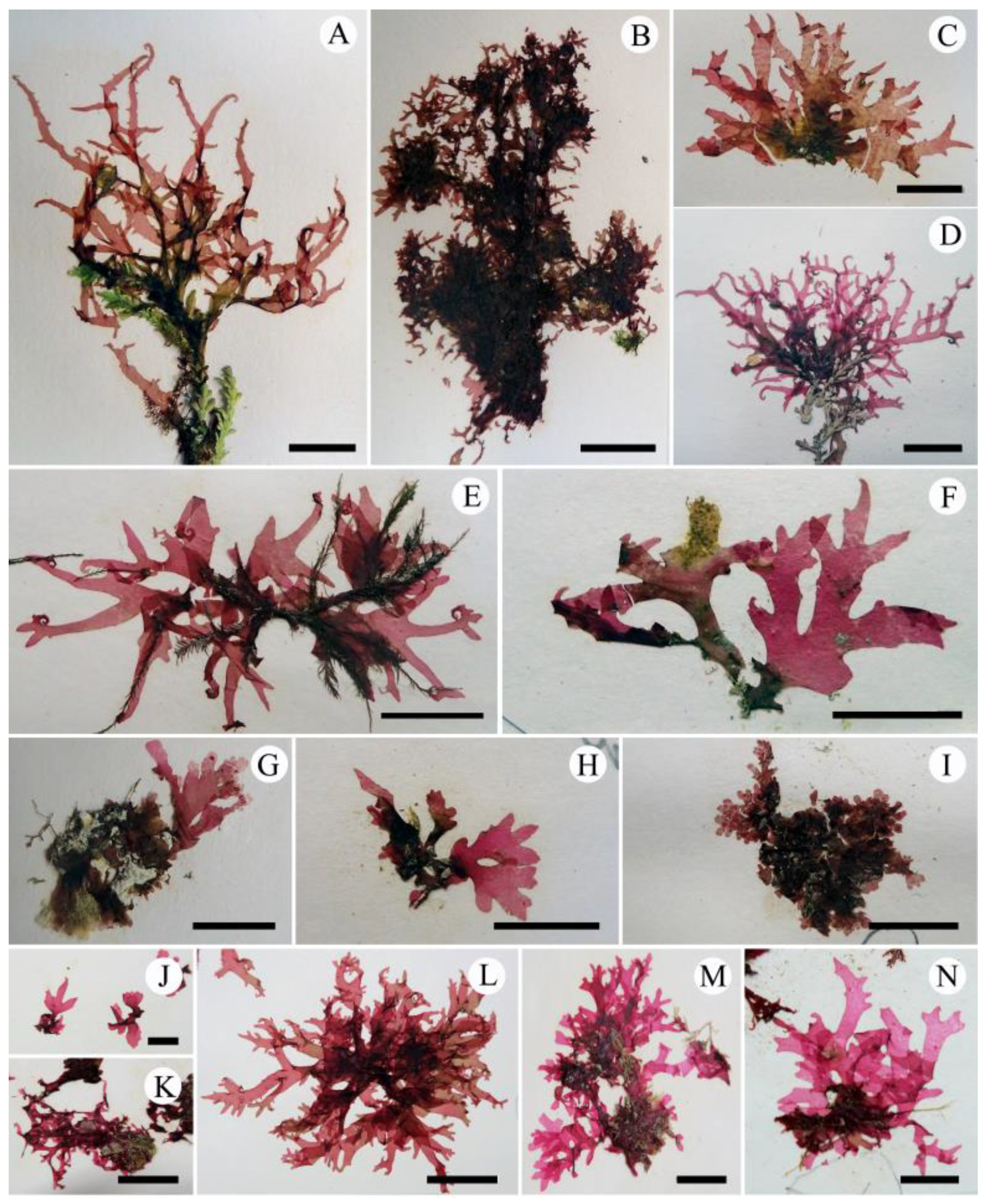 Plants 10 02269 g007