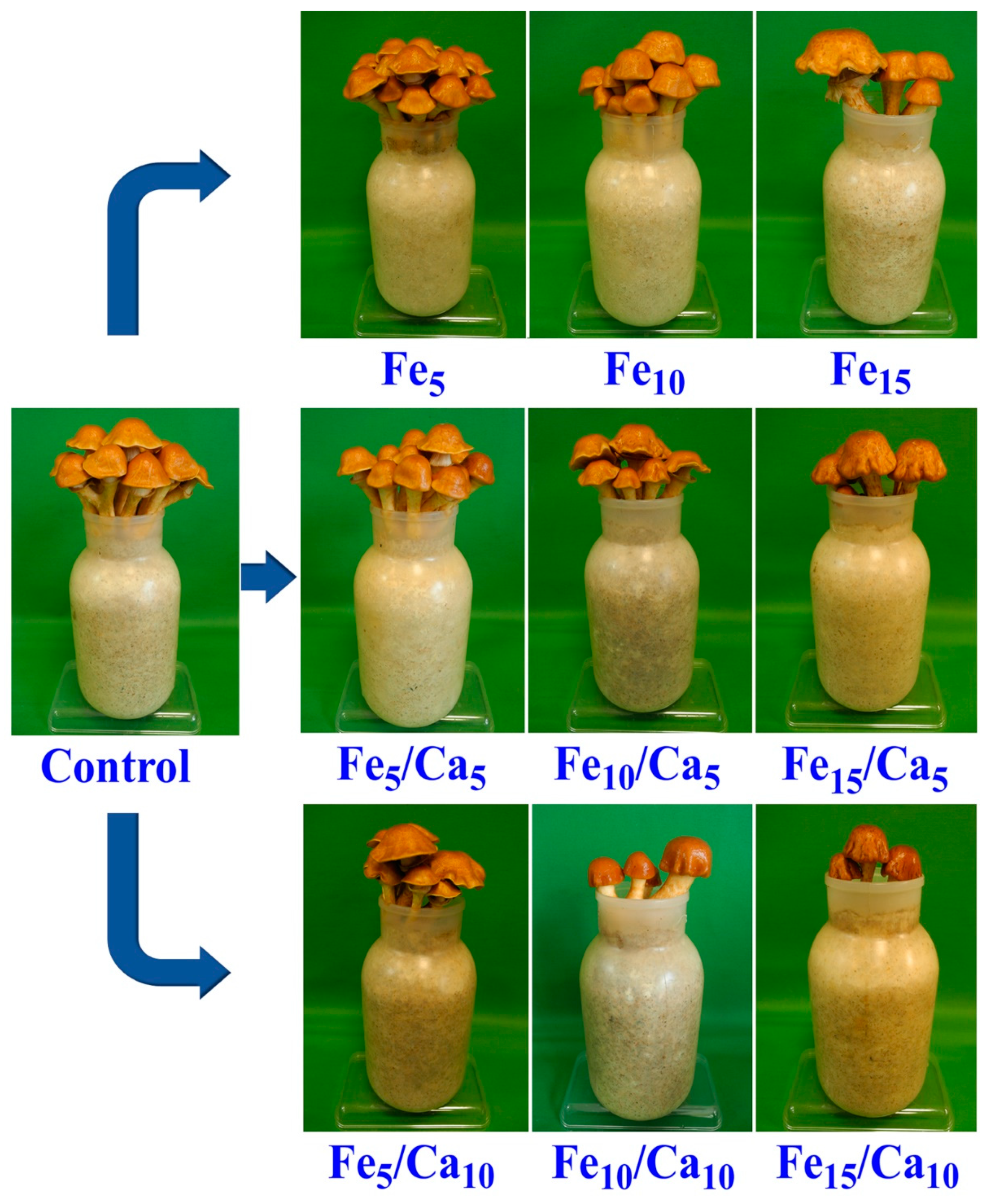 Plants 10 02275 g003