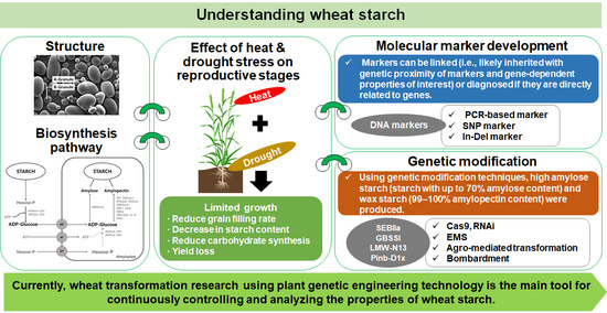 Plants | Free Full-Text | Understanding Wheat Starch Metabolism in  Properties, Environmental Stress Condition, and Molecular Approaches for  Value-Added Utilization