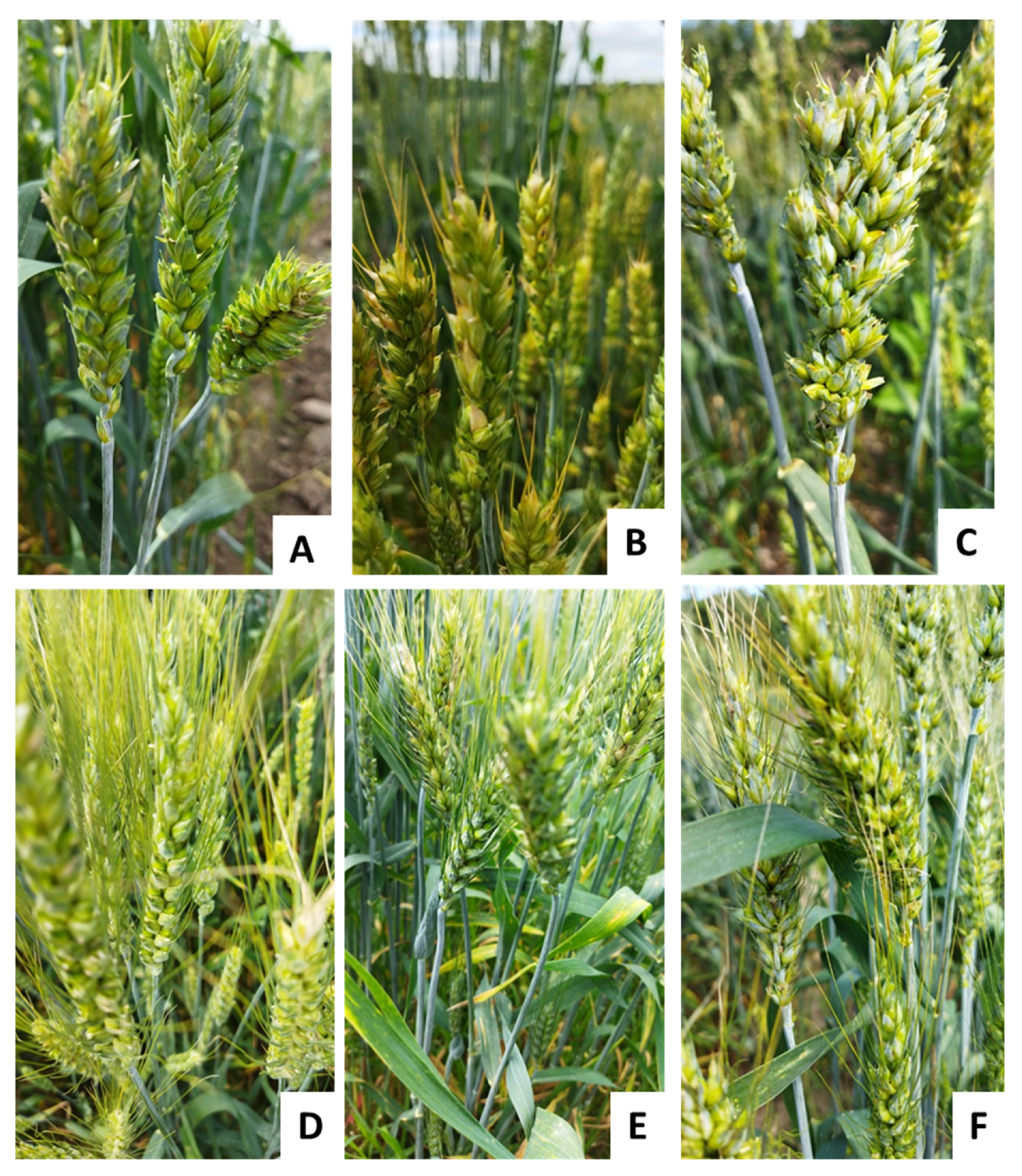 Plants 10 02285 g001