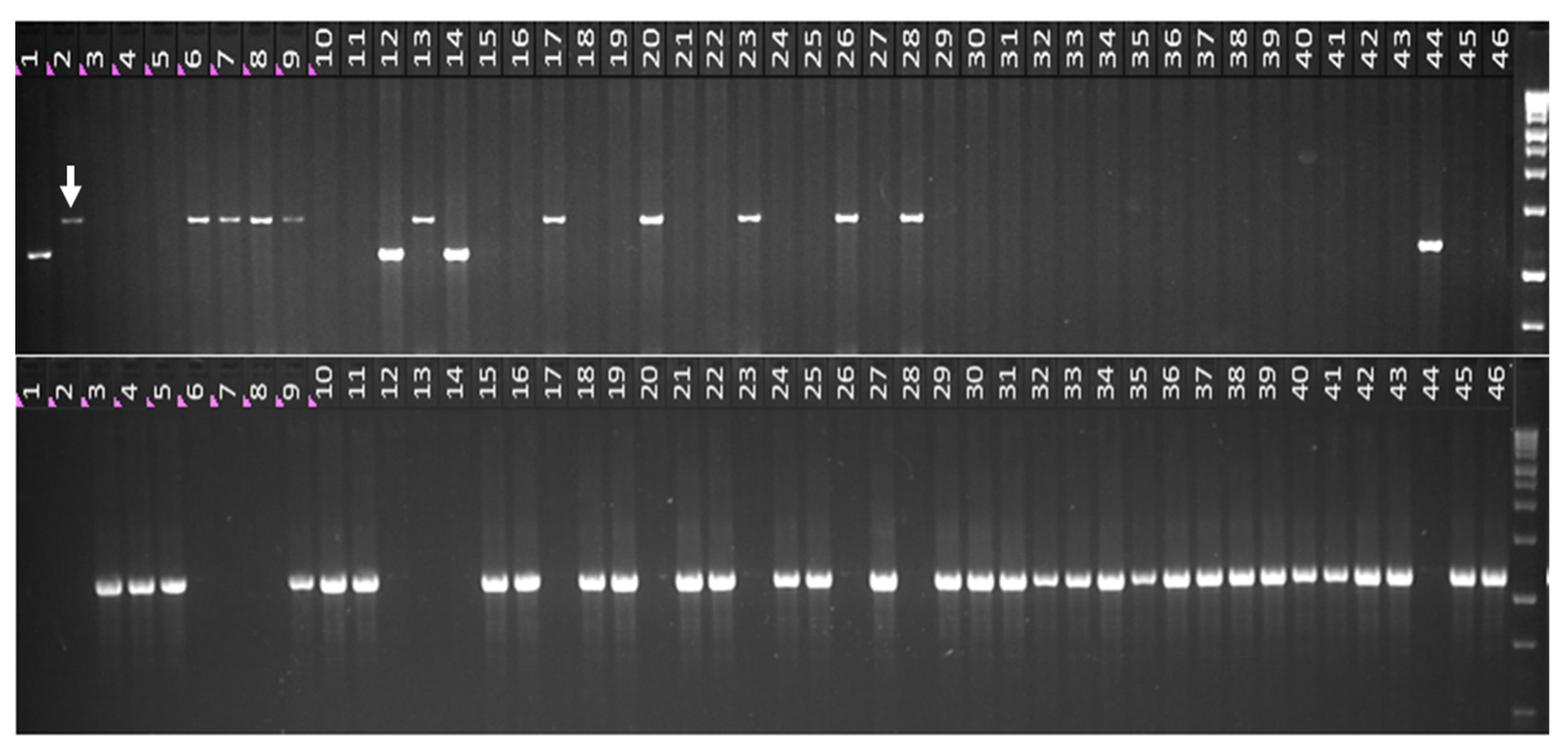 Plants 10 02285 g002