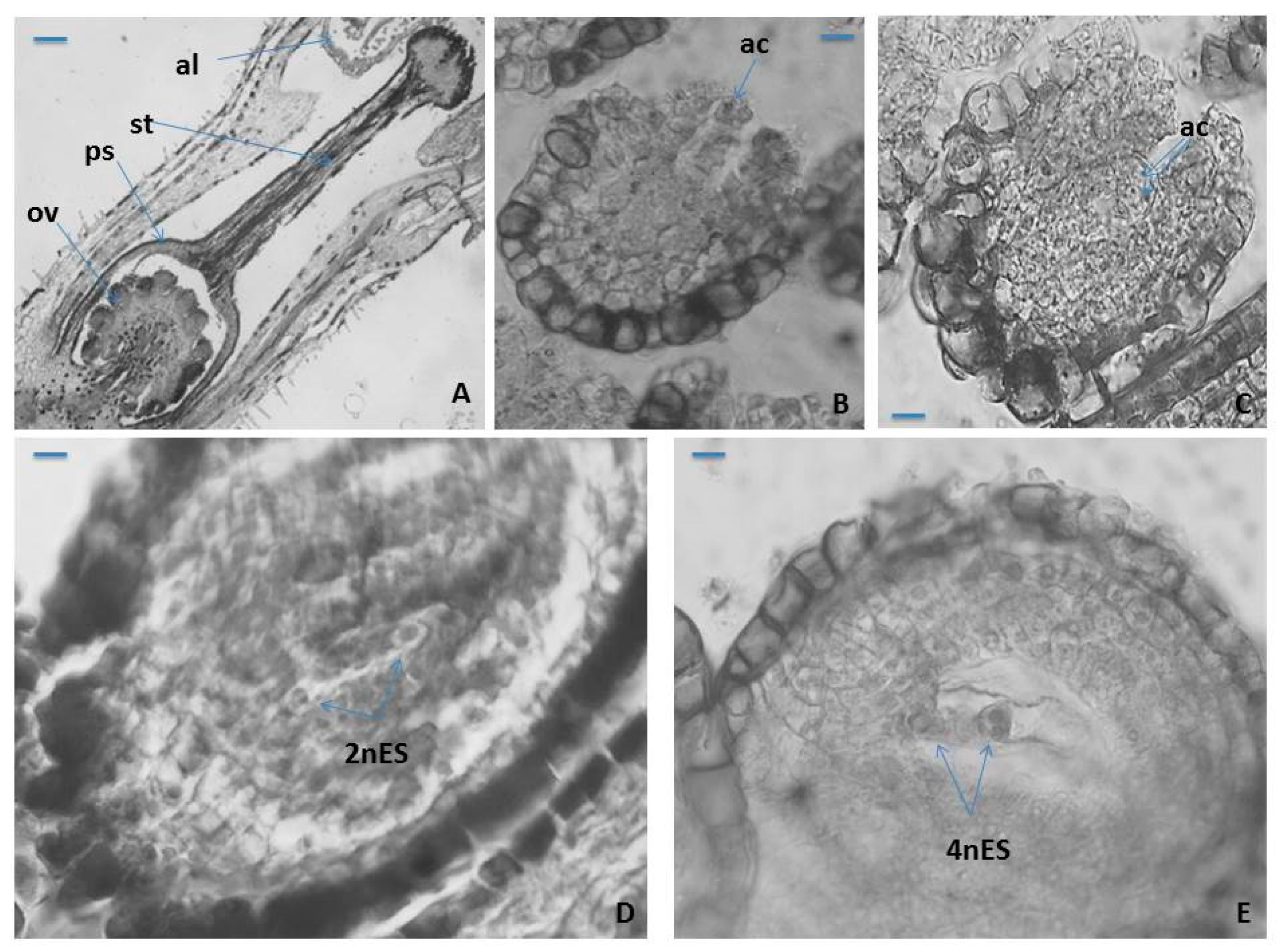 Plants 10 02296 g003 Plants 10 02296 g003