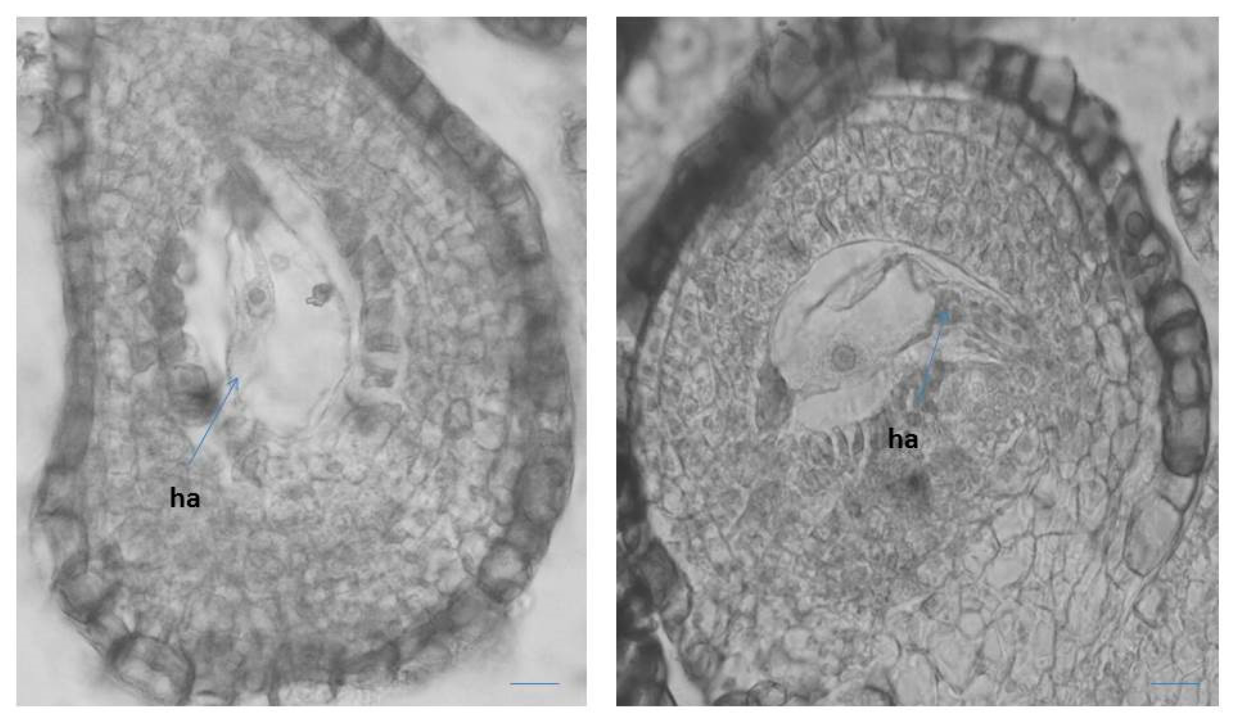 Plants 10 02296 g005 Plants 10 02296 g005