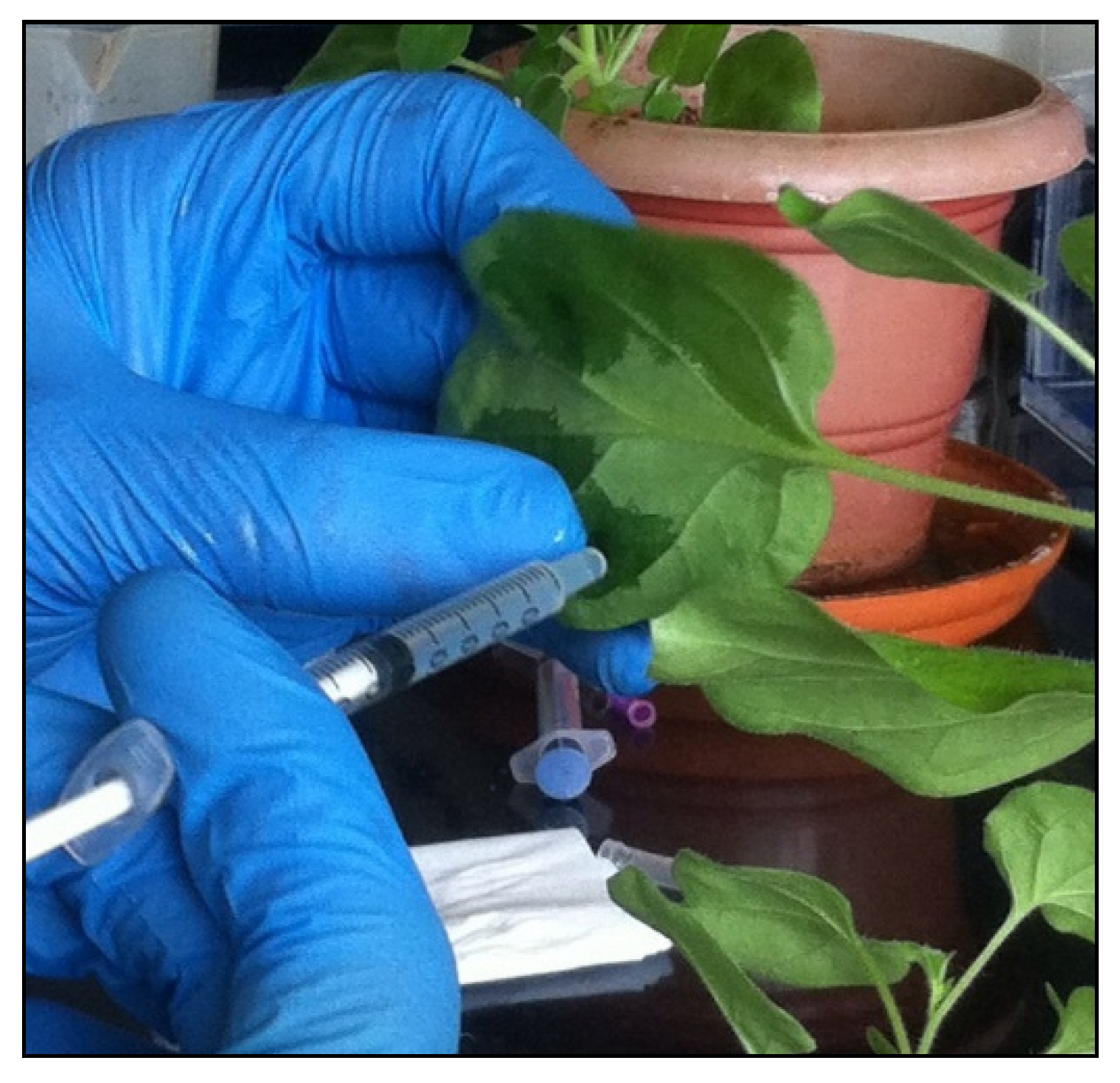 Plants 10 02311 g005 Plants 10 02311 g005