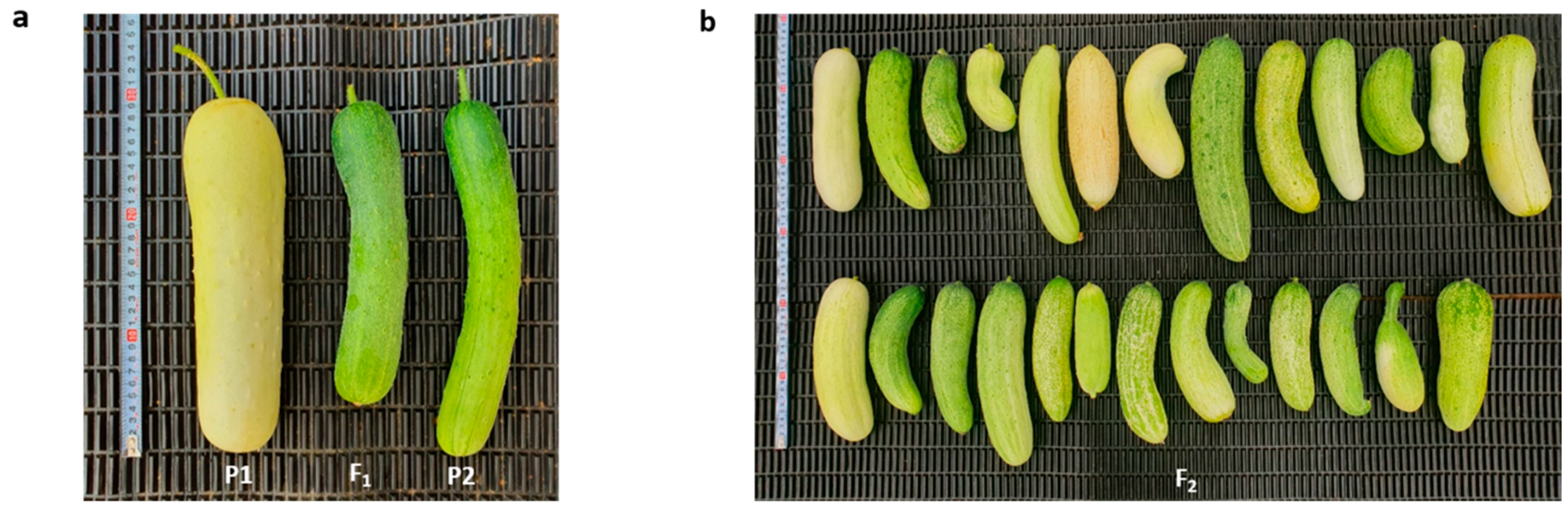 Plants 10 02341 g001