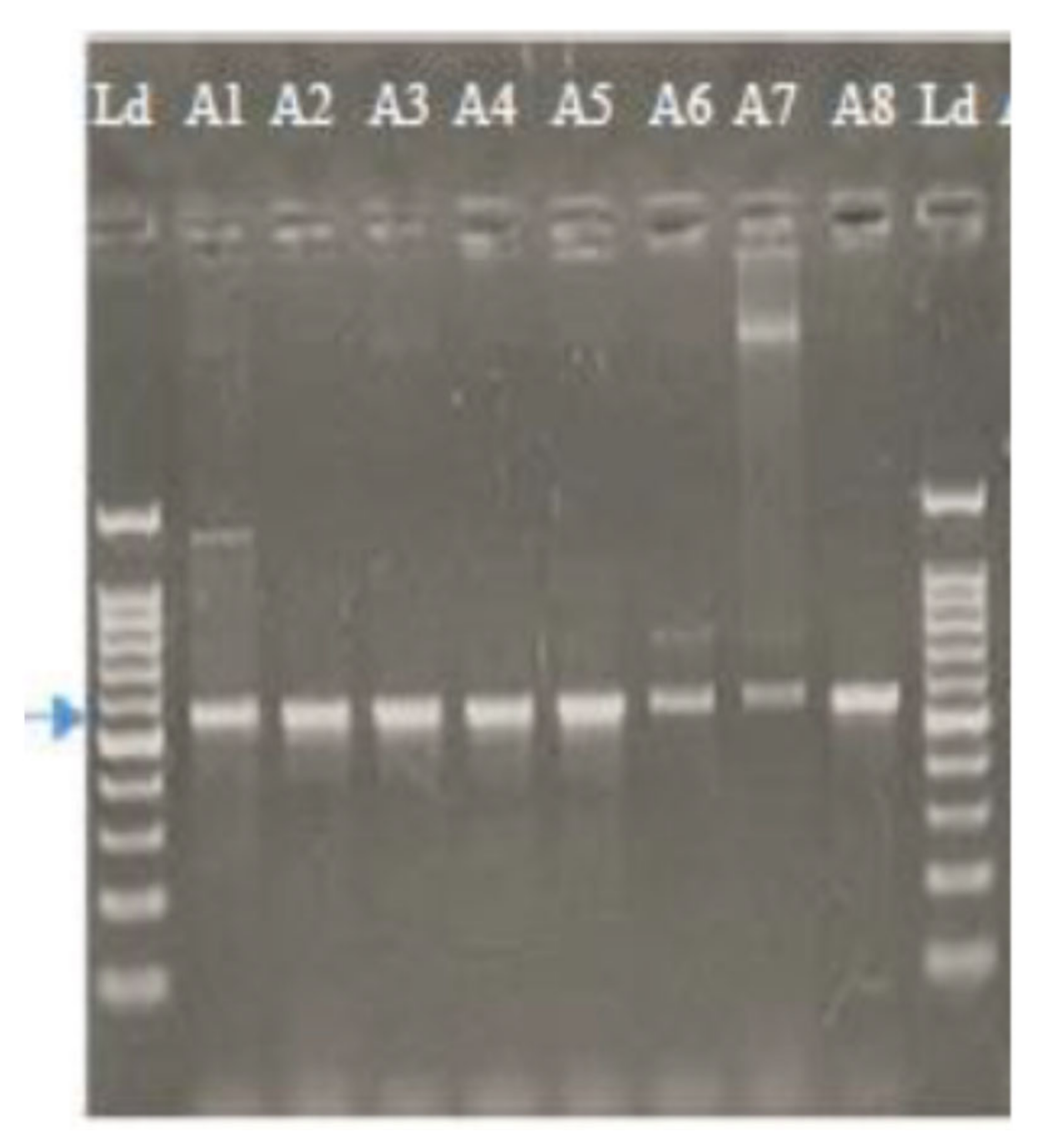 Plants 10 02363 g001