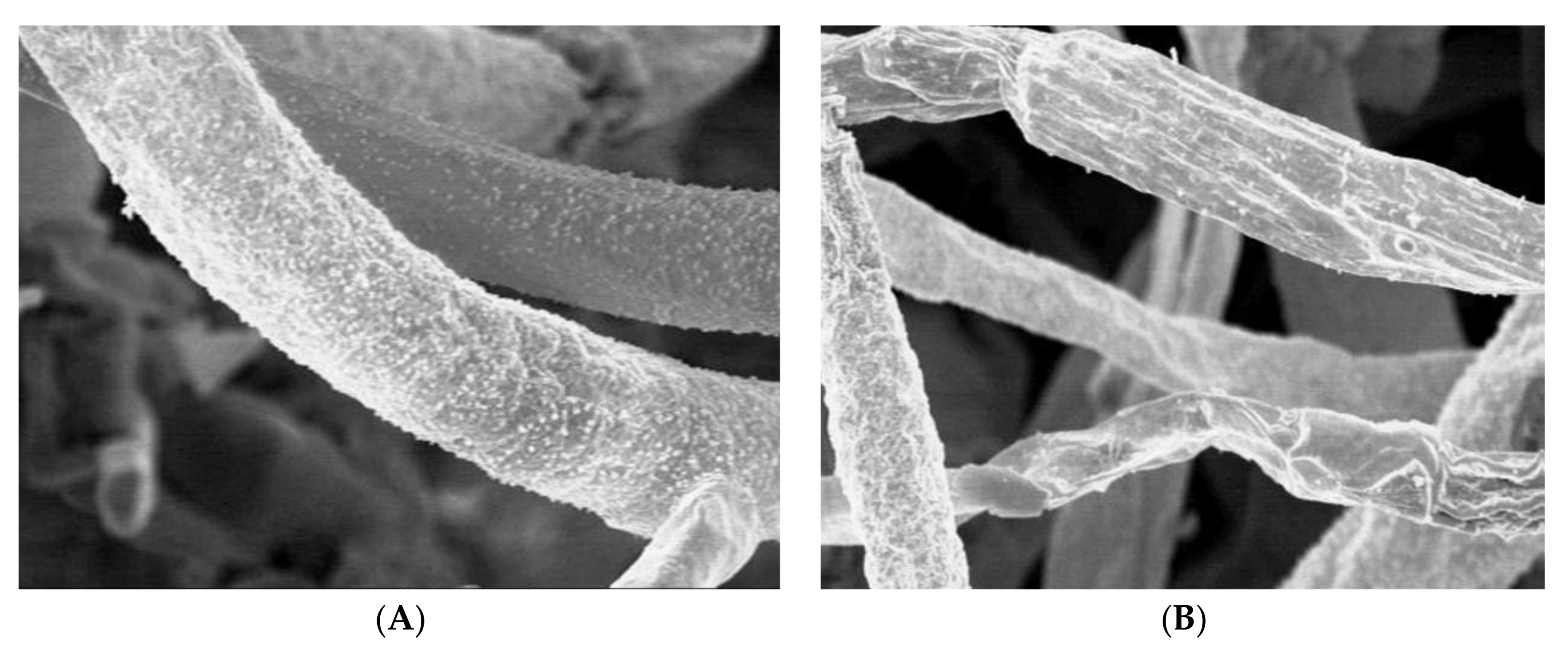 Plants 10 02363 g012