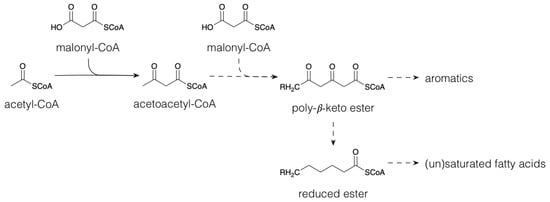 Plants Free Full Text Origin and Function of Structural